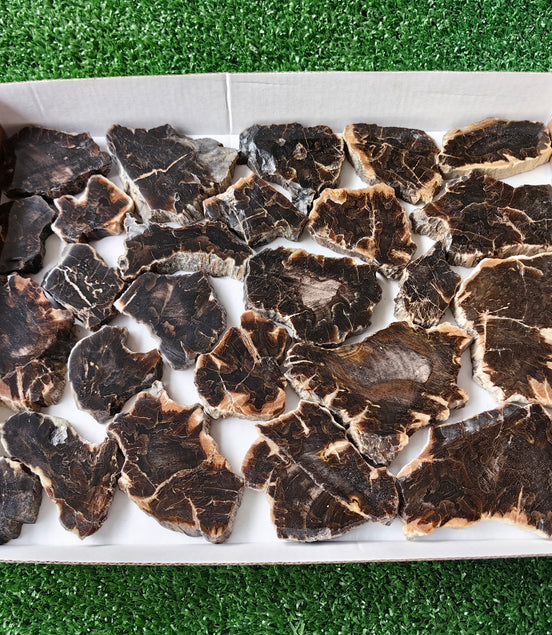 Lot 25 pcs Agatized Fossilized Wood Slices*