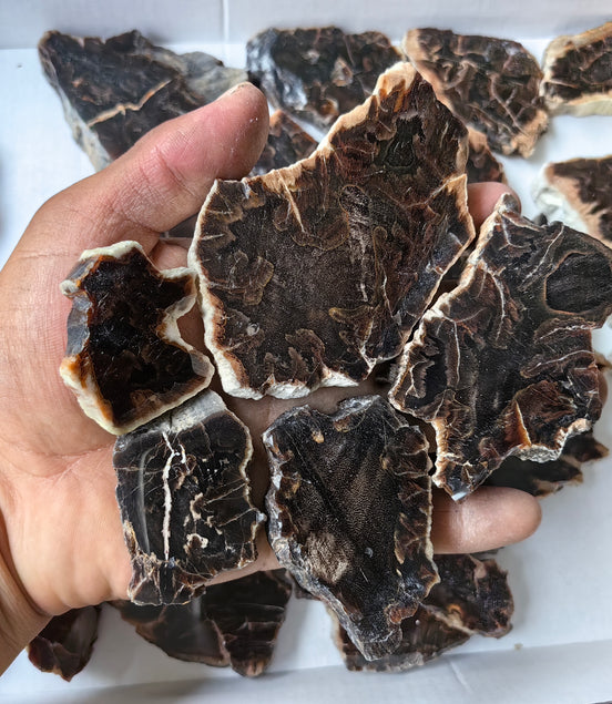 Lot 25 pcs Agatized Fossilized Wood Slices*