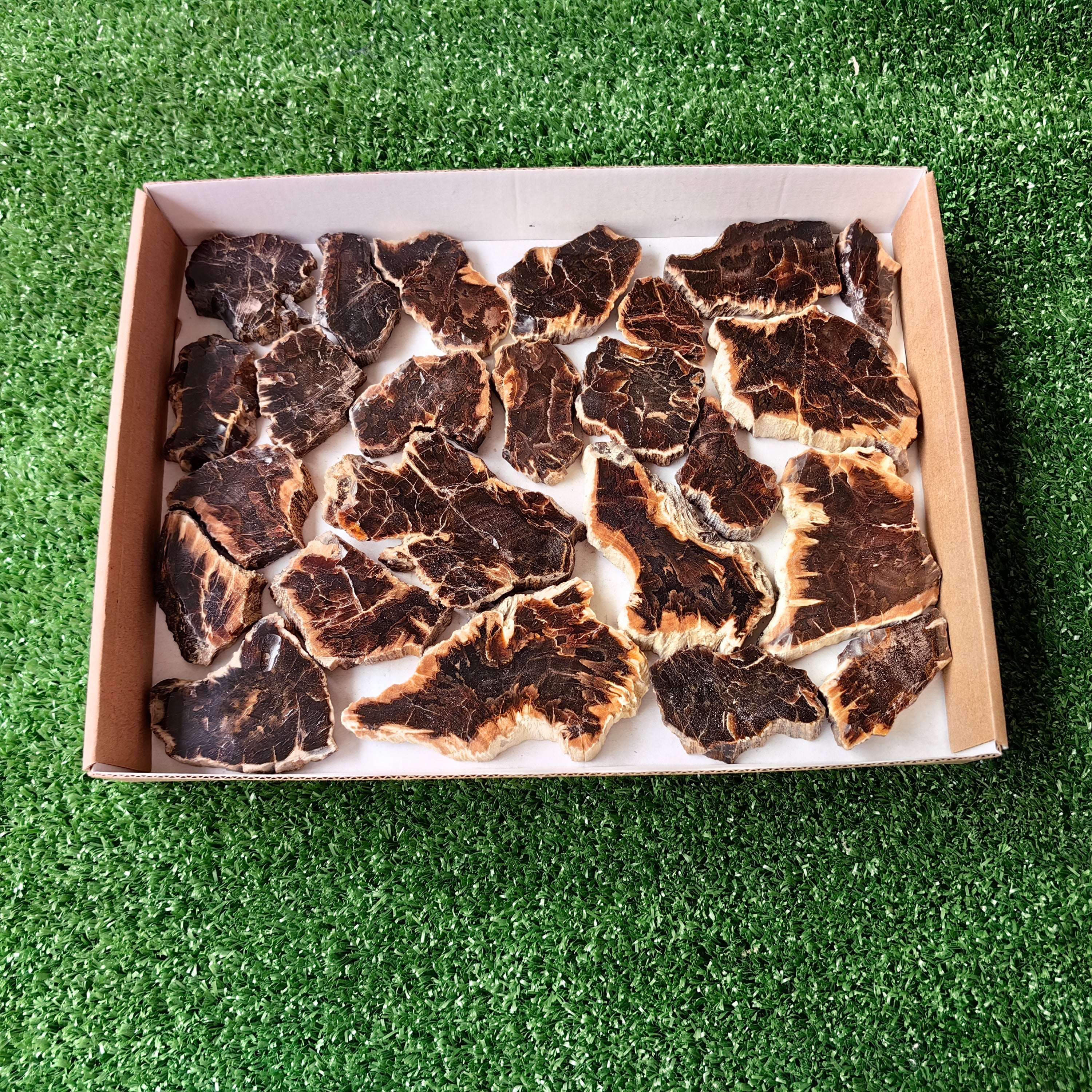 Lot 24 pcs Agatized Fossilized Wood Slices*