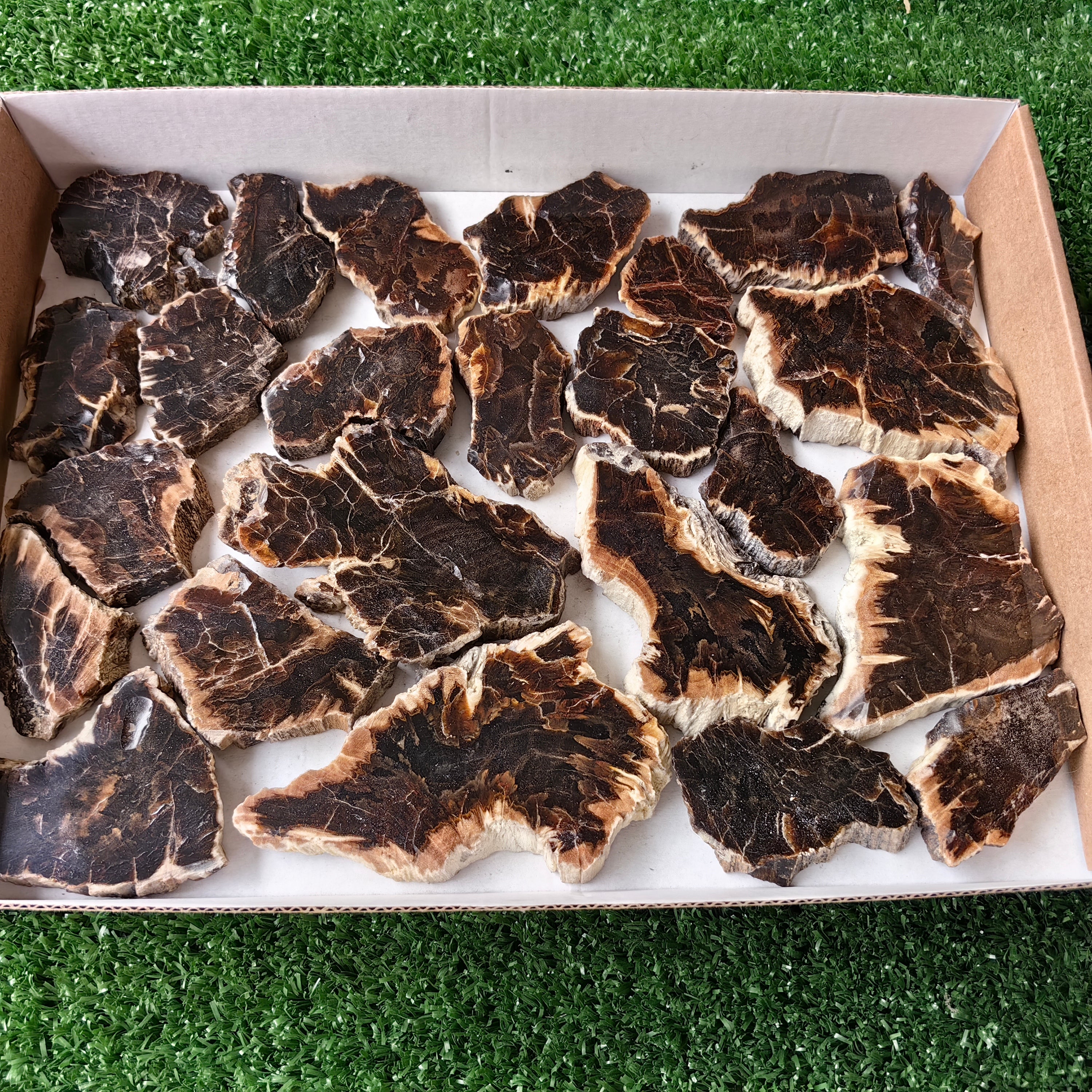 Lot 24 pcs Agatized Fossilized Wood Slices*