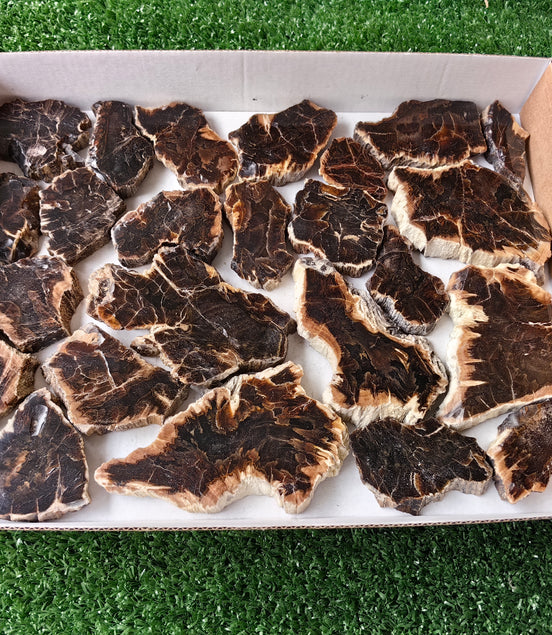Lot 24 pcs Agatized Fossilized Wood Slices*
