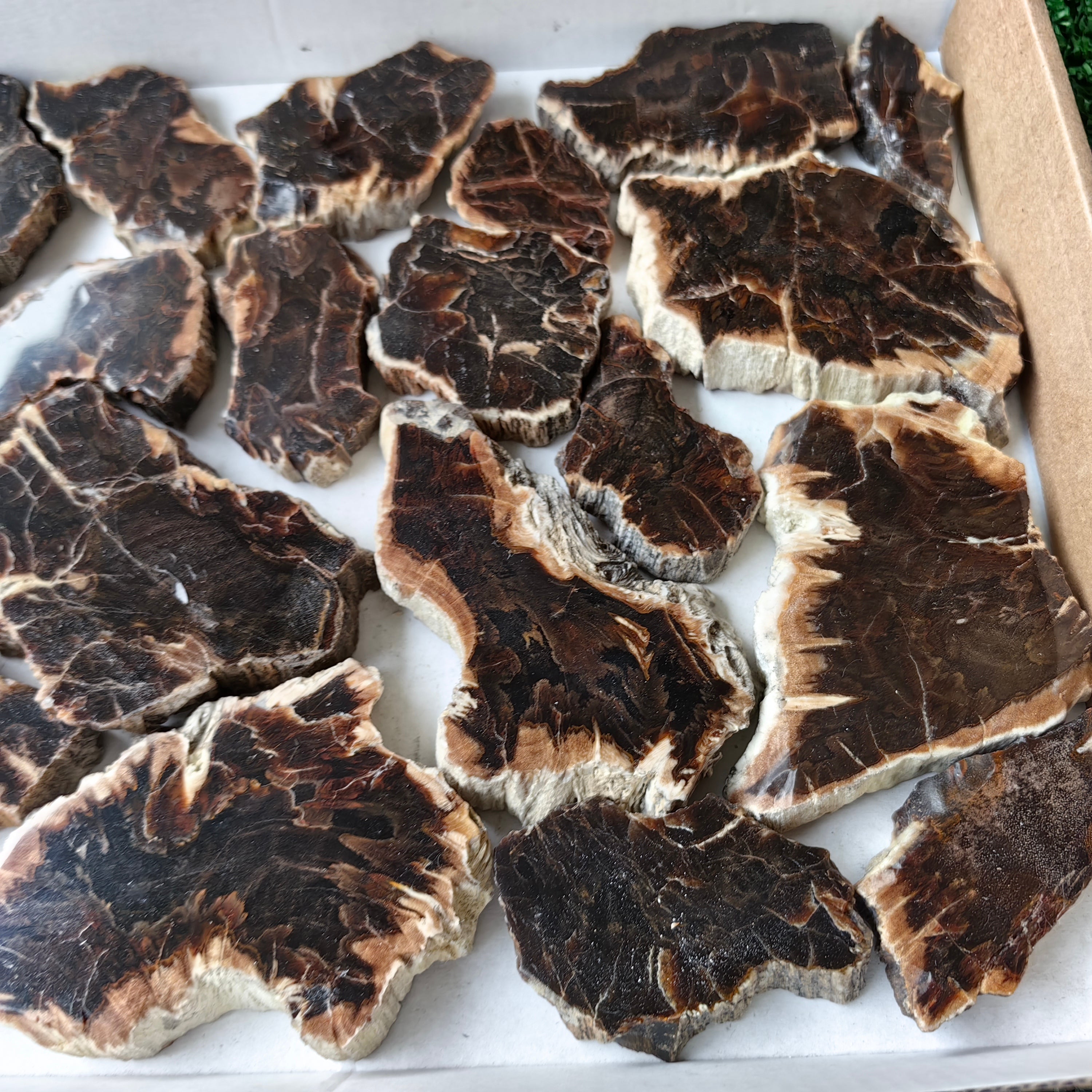 Lot 24 pcs Agatized Fossilized Wood Slices*