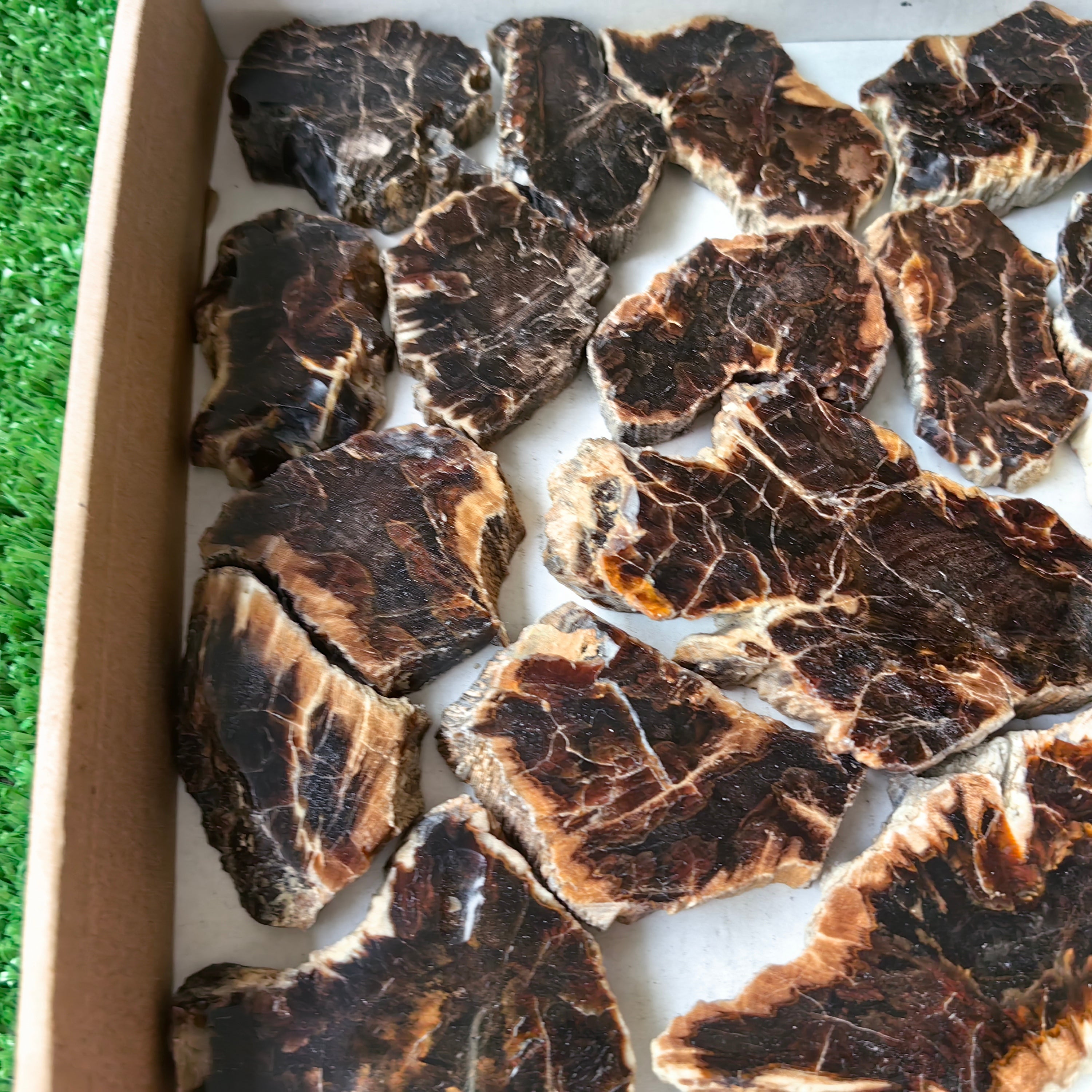 Lot 24 pcs Agatized Fossilized Wood Slices*