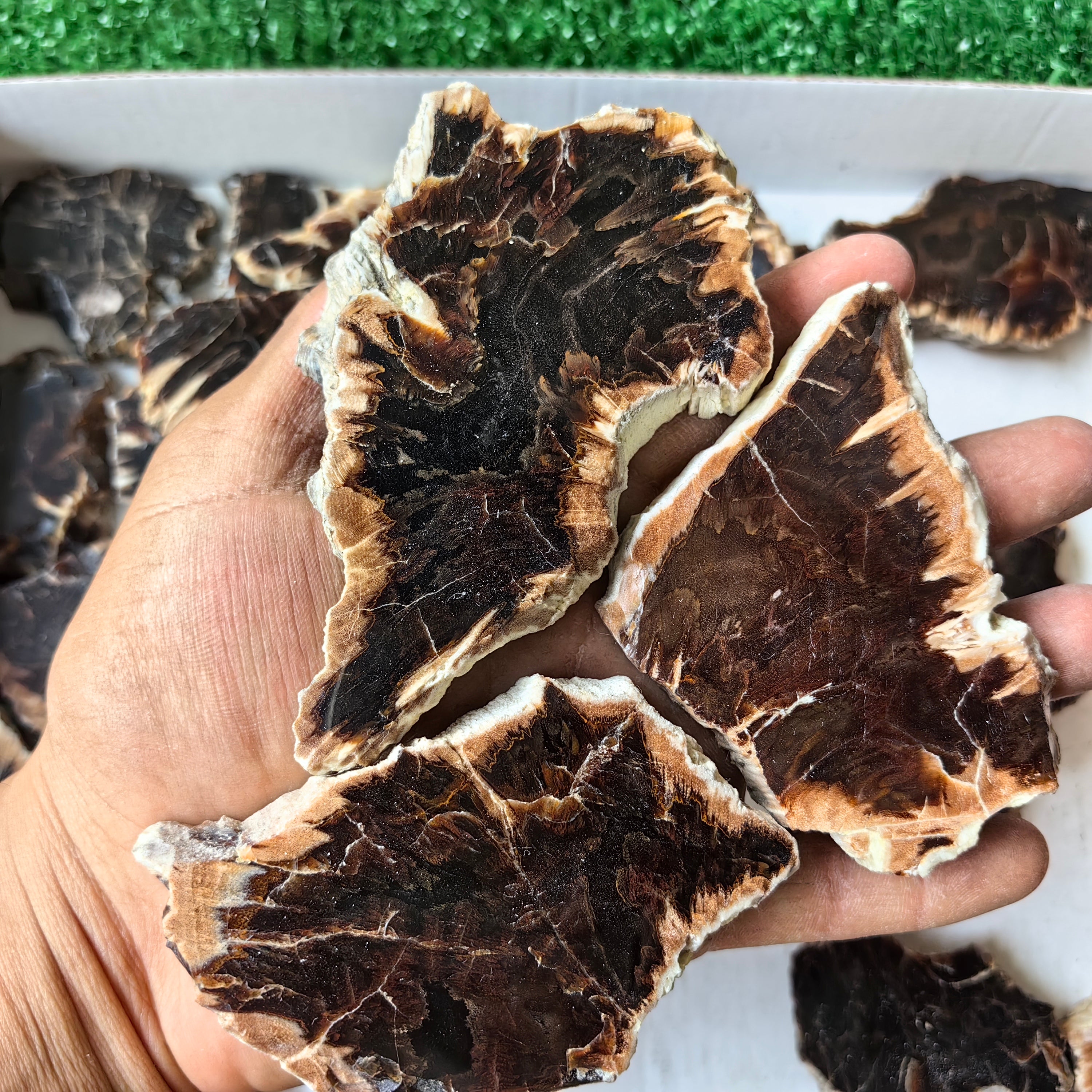 Lot 24 pcs Agatized Fossilized Wood Slices*