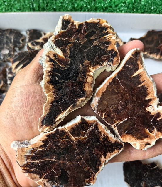 Lot 24 pcs Agatized Fossilized Wood Slices*