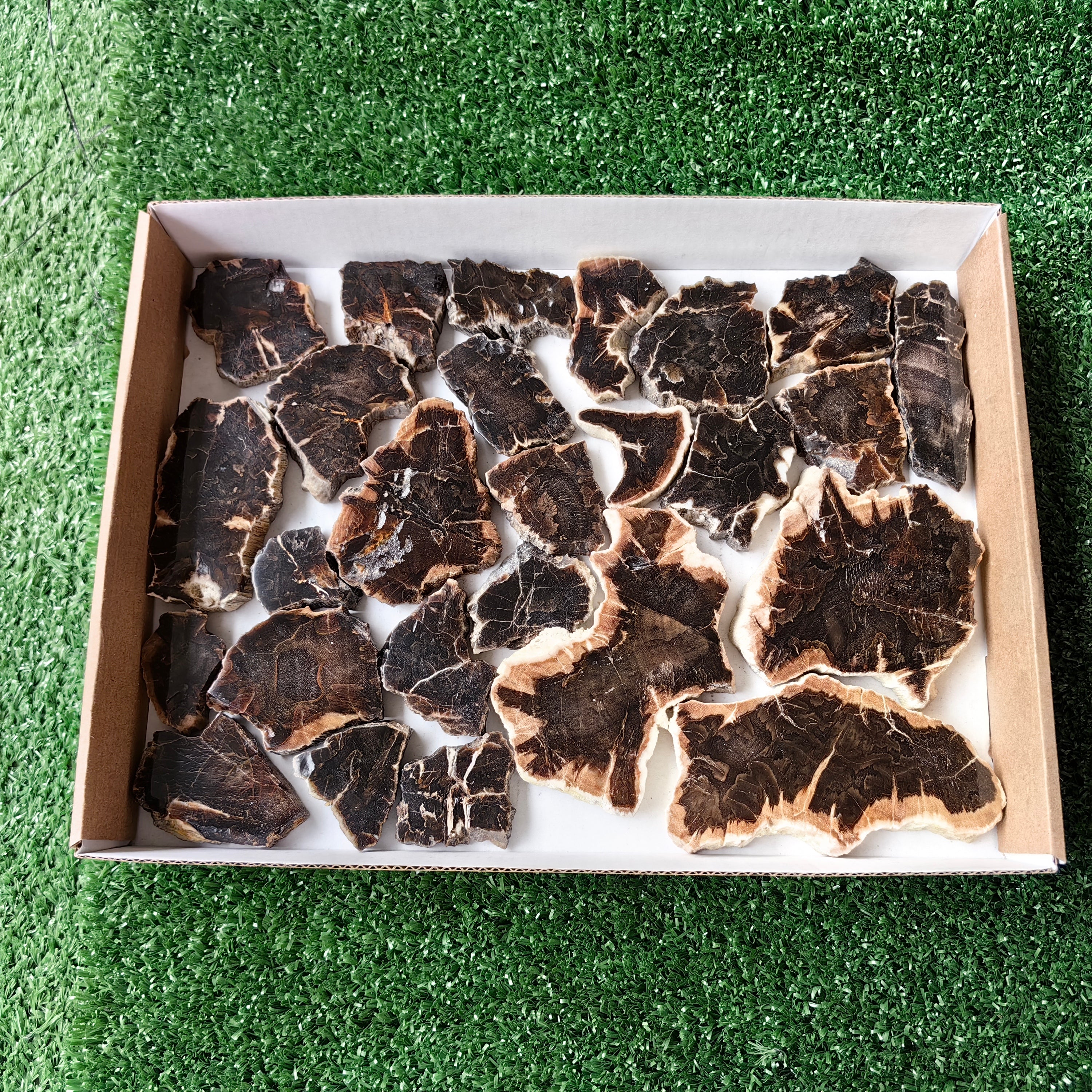 Lot 26 pcs Agatized Fossilized Wood Slices*