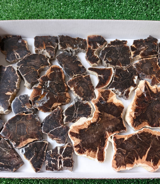 Lot 26 pcs Agatized Fossilized Wood Slices*