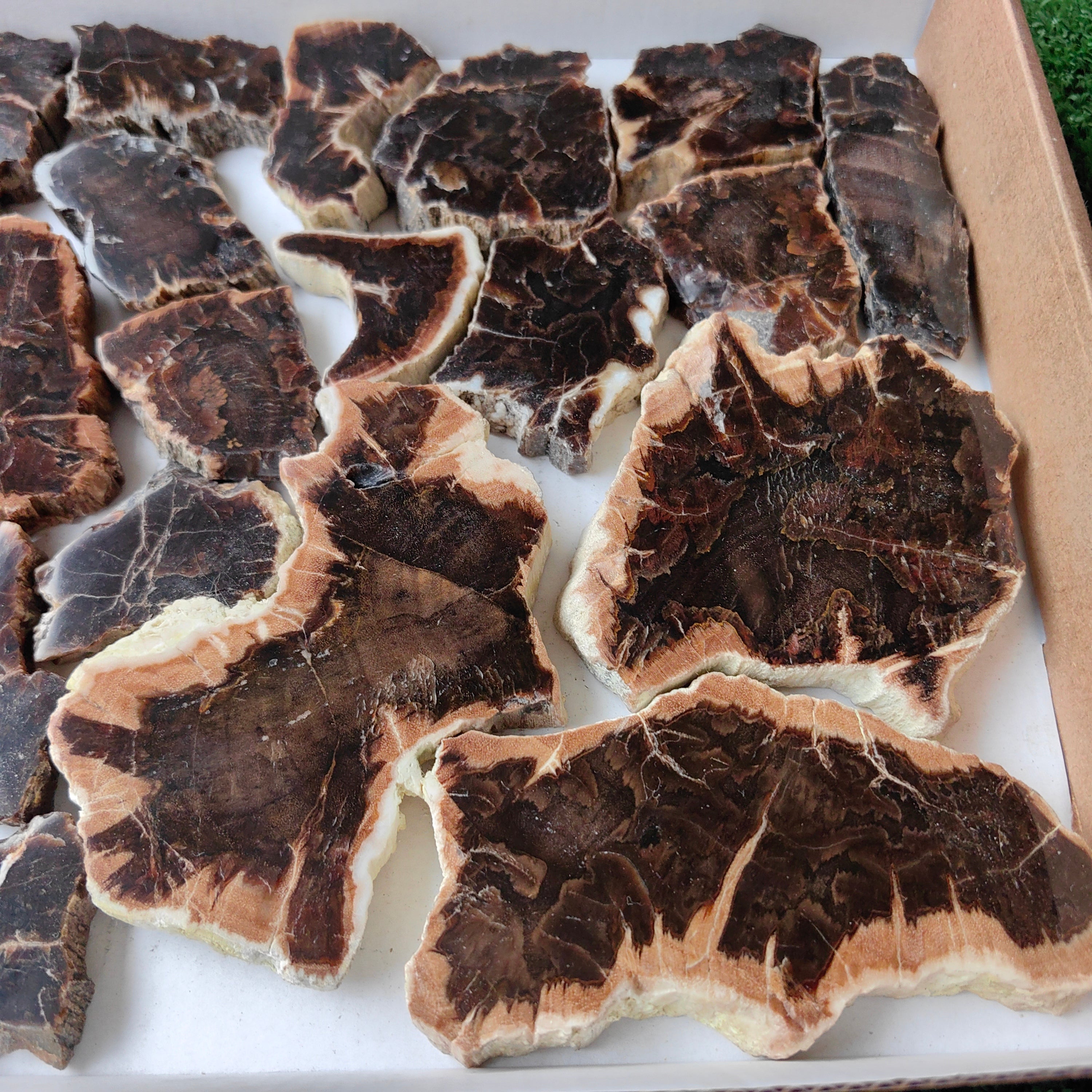 Lot 26 pcs Agatized Fossilized Wood Slices*