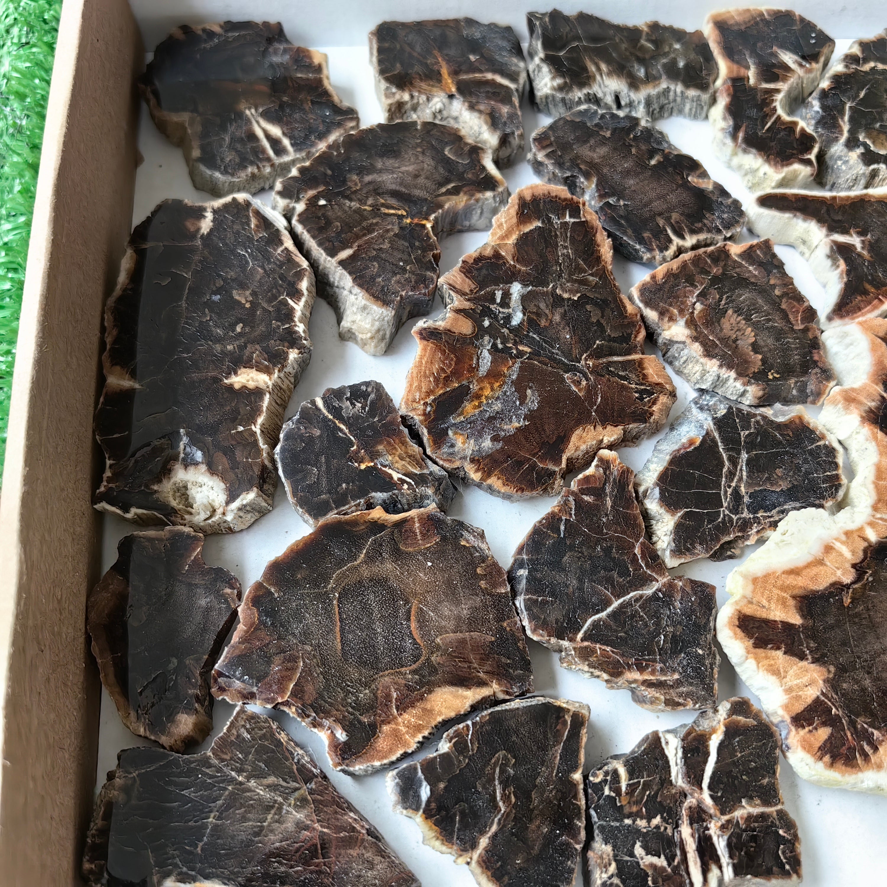 Lot 26 pcs Agatized Fossilized Wood Slices*