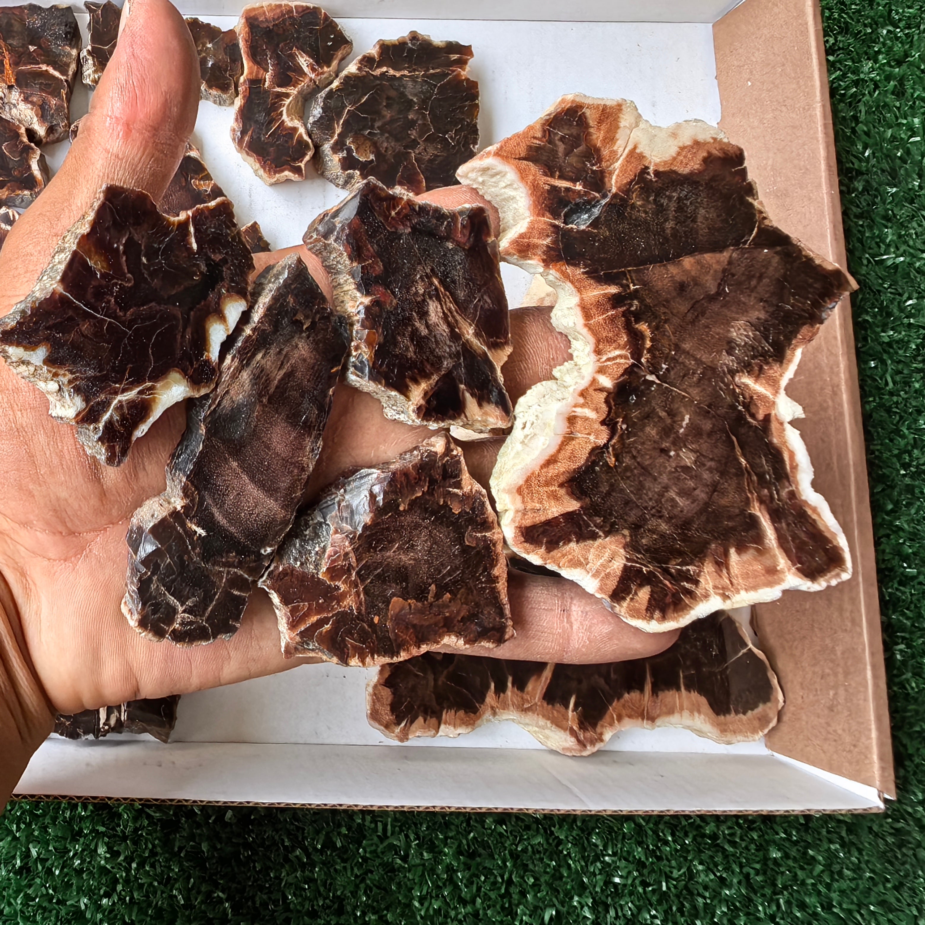 Lot 26 pcs Agatized Fossilized Wood Slices*