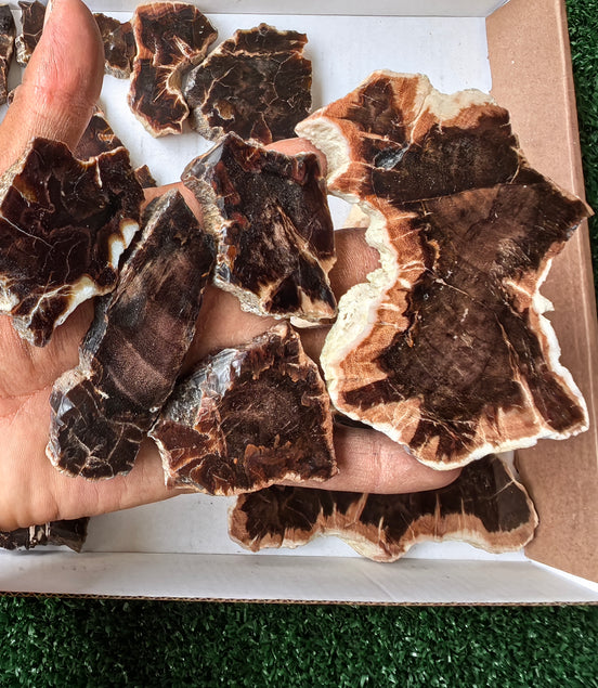 Lot 26 pcs Agatized Fossilized Wood Slices*