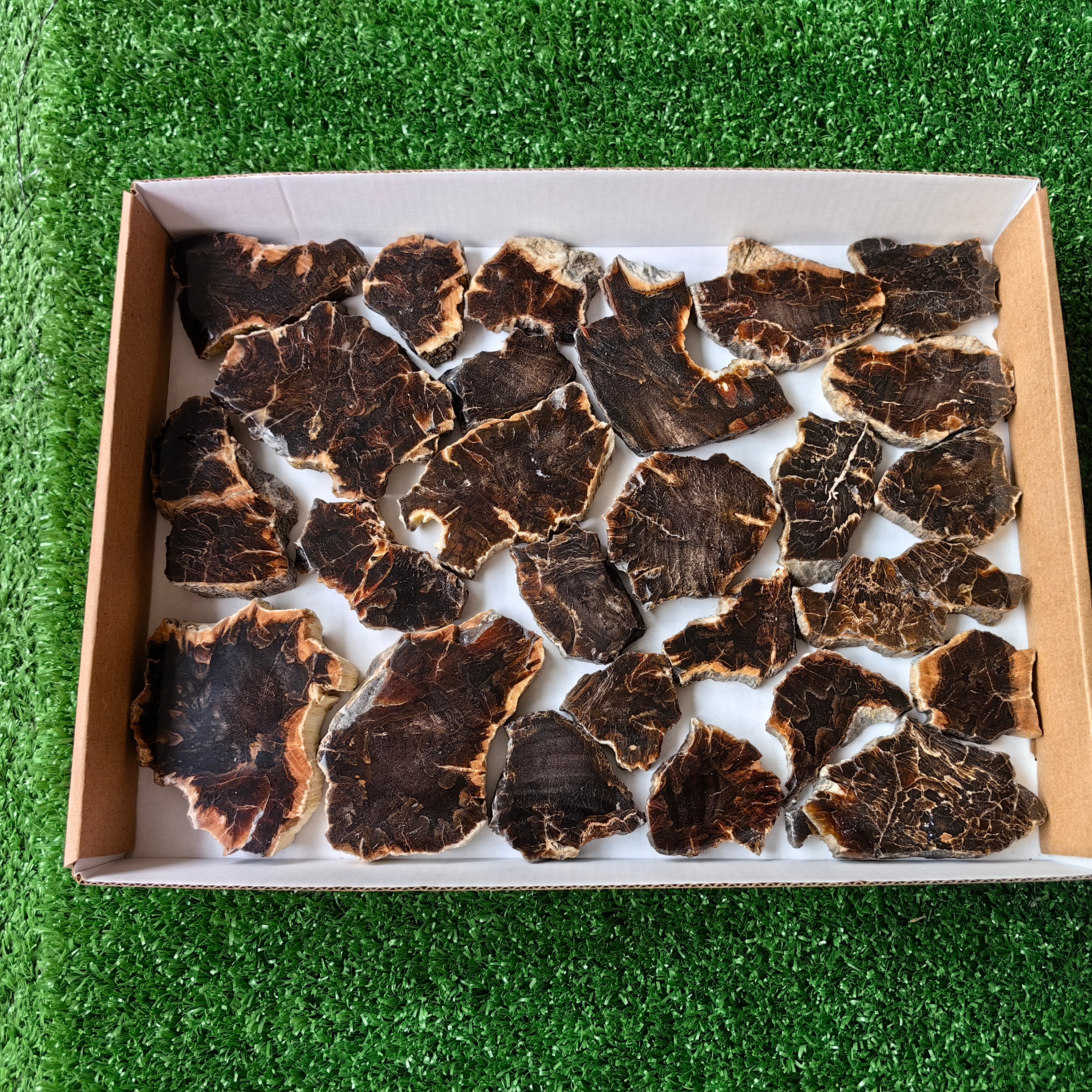 Lot 26 pcs Agatized Fossilized Wood Slices*