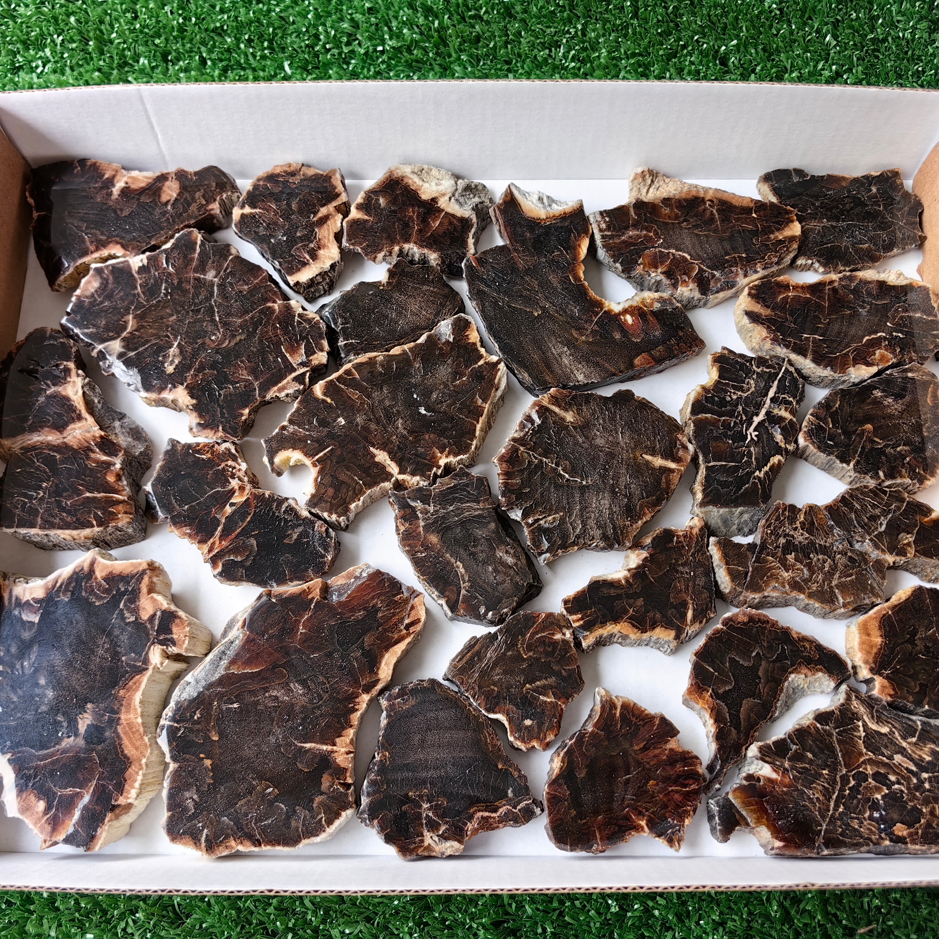 Lot 26 pcs Agatized Fossilized Wood Slices*