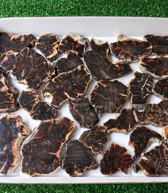 Lot 26 pcs Agatized Fossilized Wood Slices*