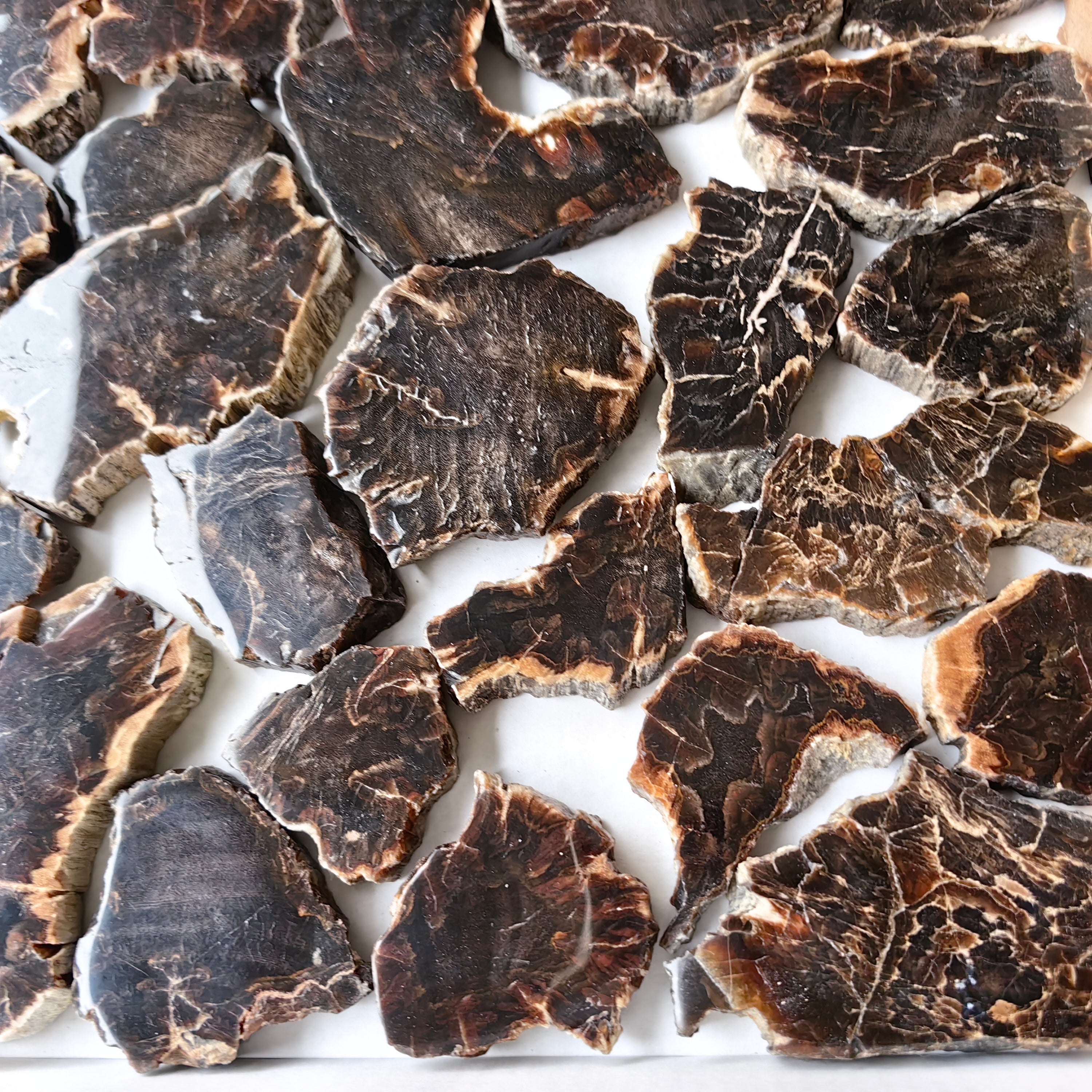 Lot 26 pcs Agatized Fossilized Wood Slices*