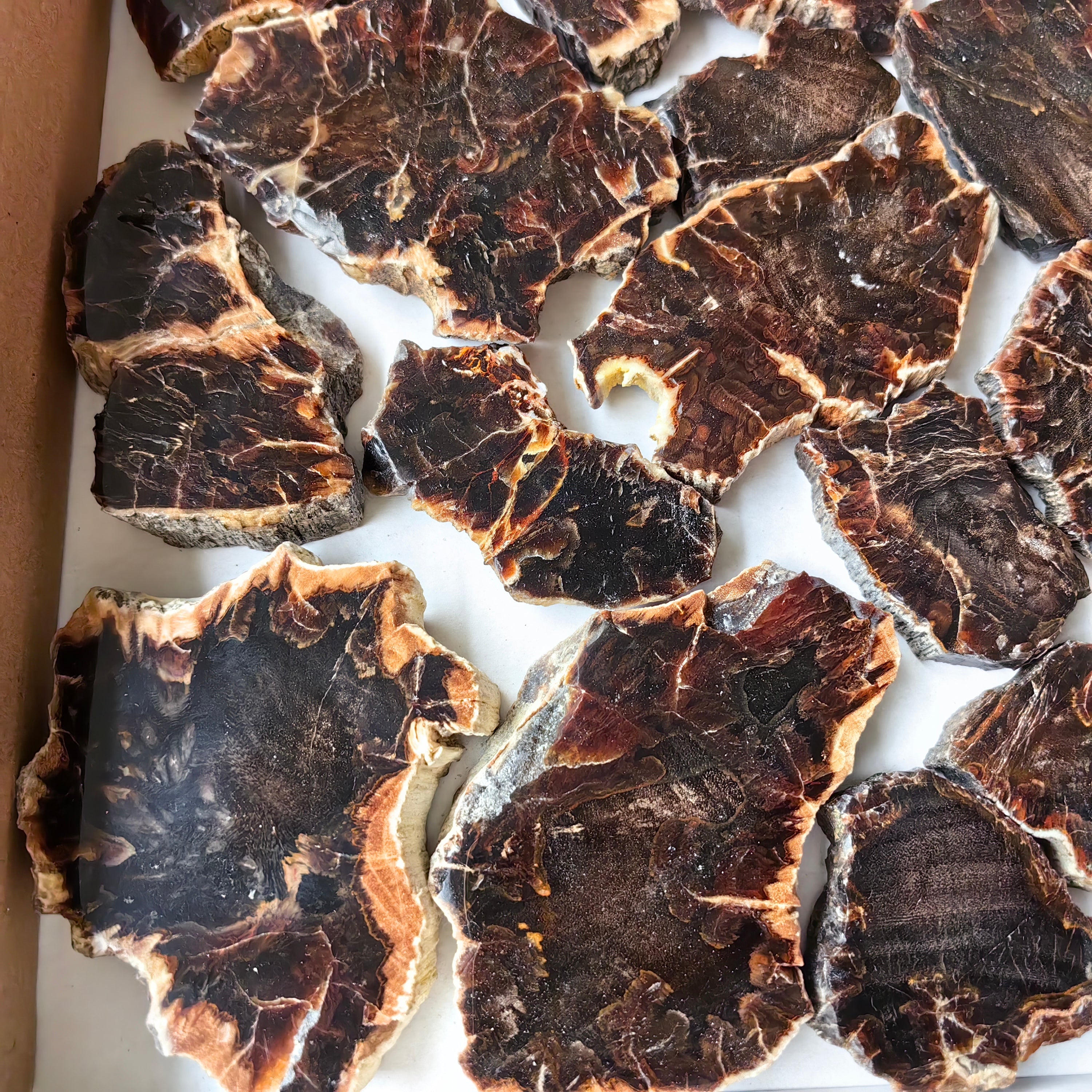 Lot 26 pcs Agatized Fossilized Wood Slices*