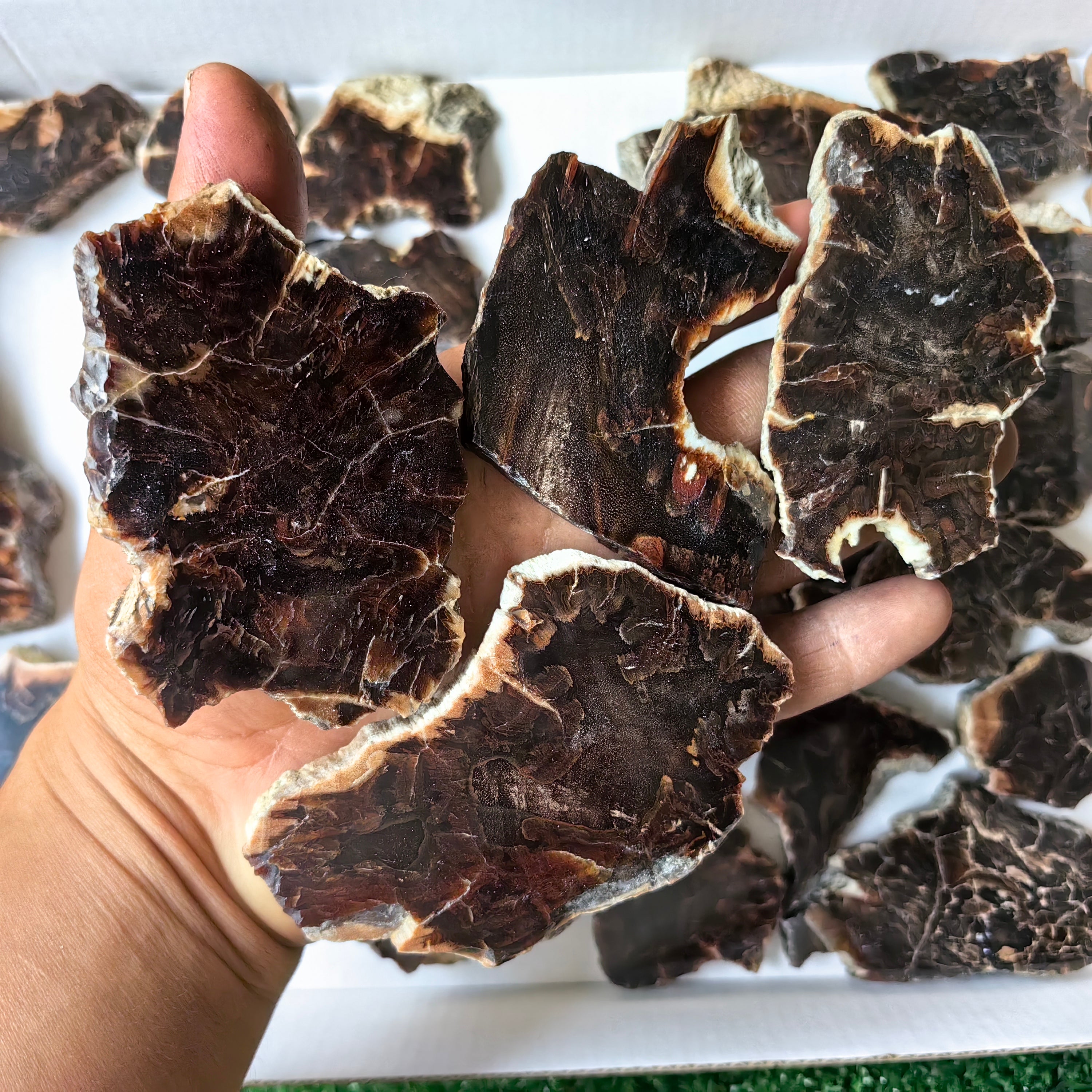 Lot 26 pcs Agatized Fossilized Wood Slices*