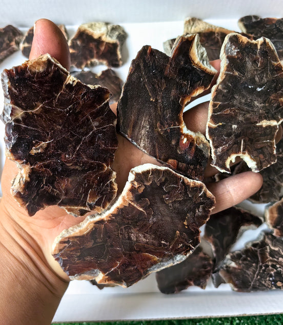 Lot 26 pcs Agatized Fossilized Wood Slices*