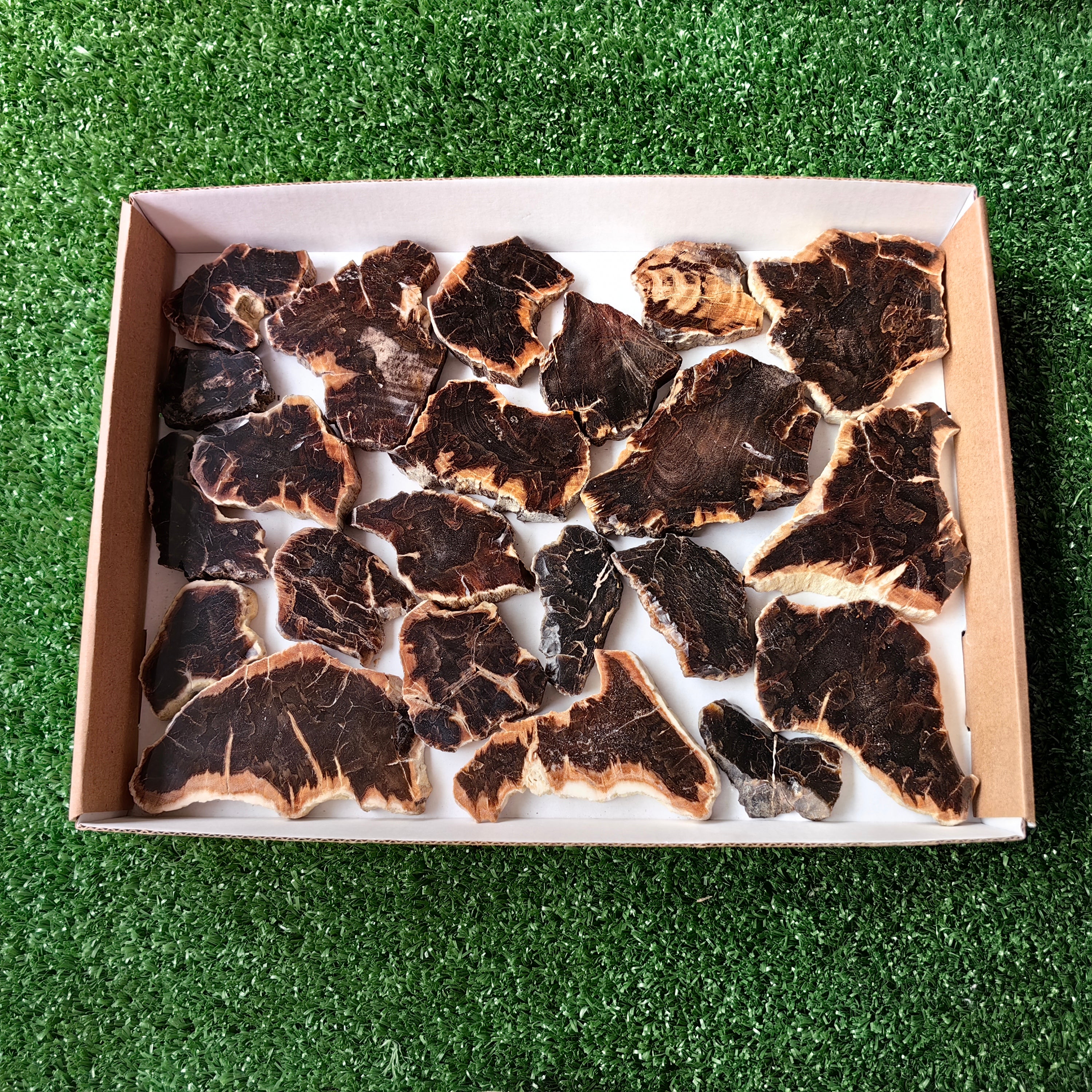 Lot 22 pcs Agatized Fossilized Wood Slices*