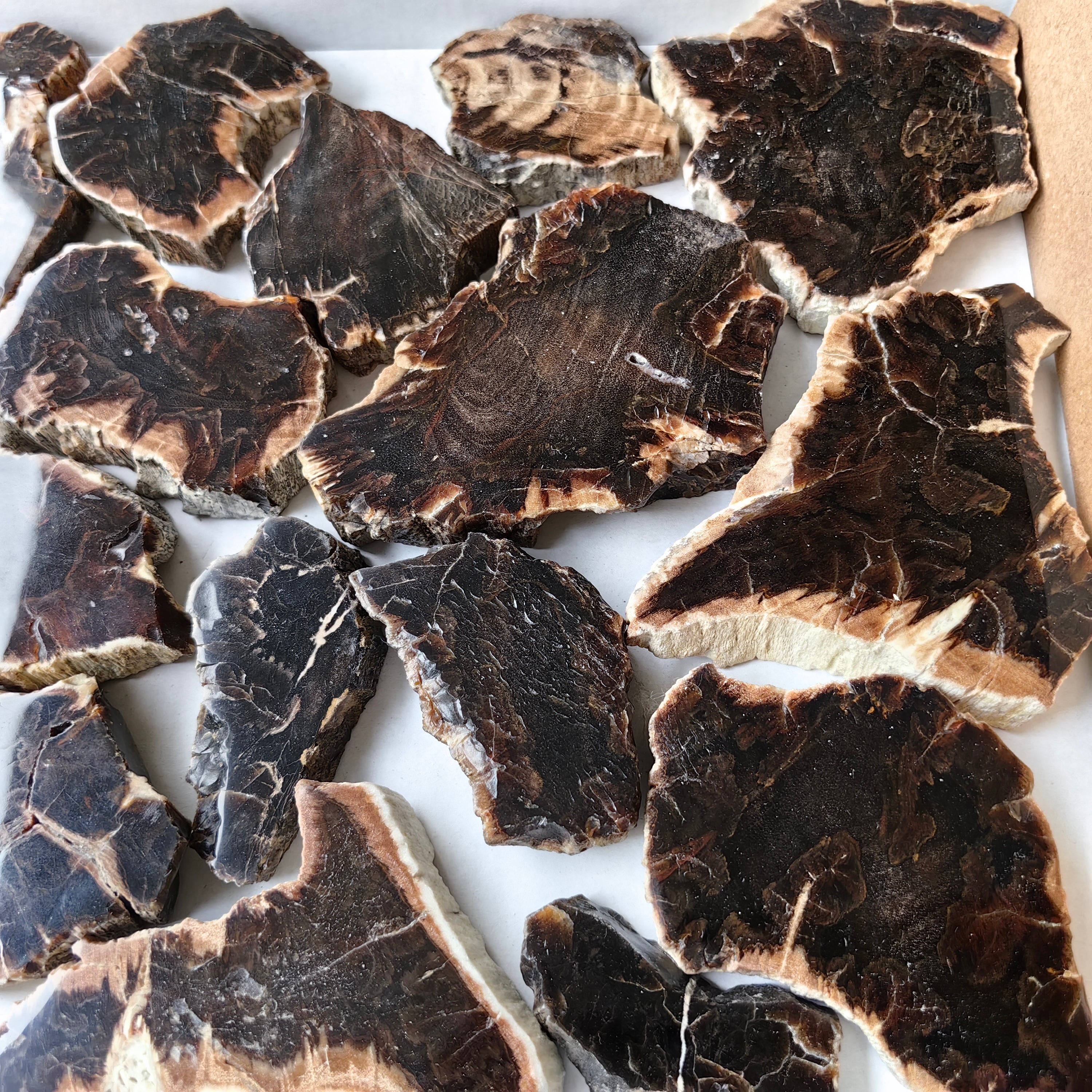 Lot 22 pcs Agatized Fossilized Wood Slices*