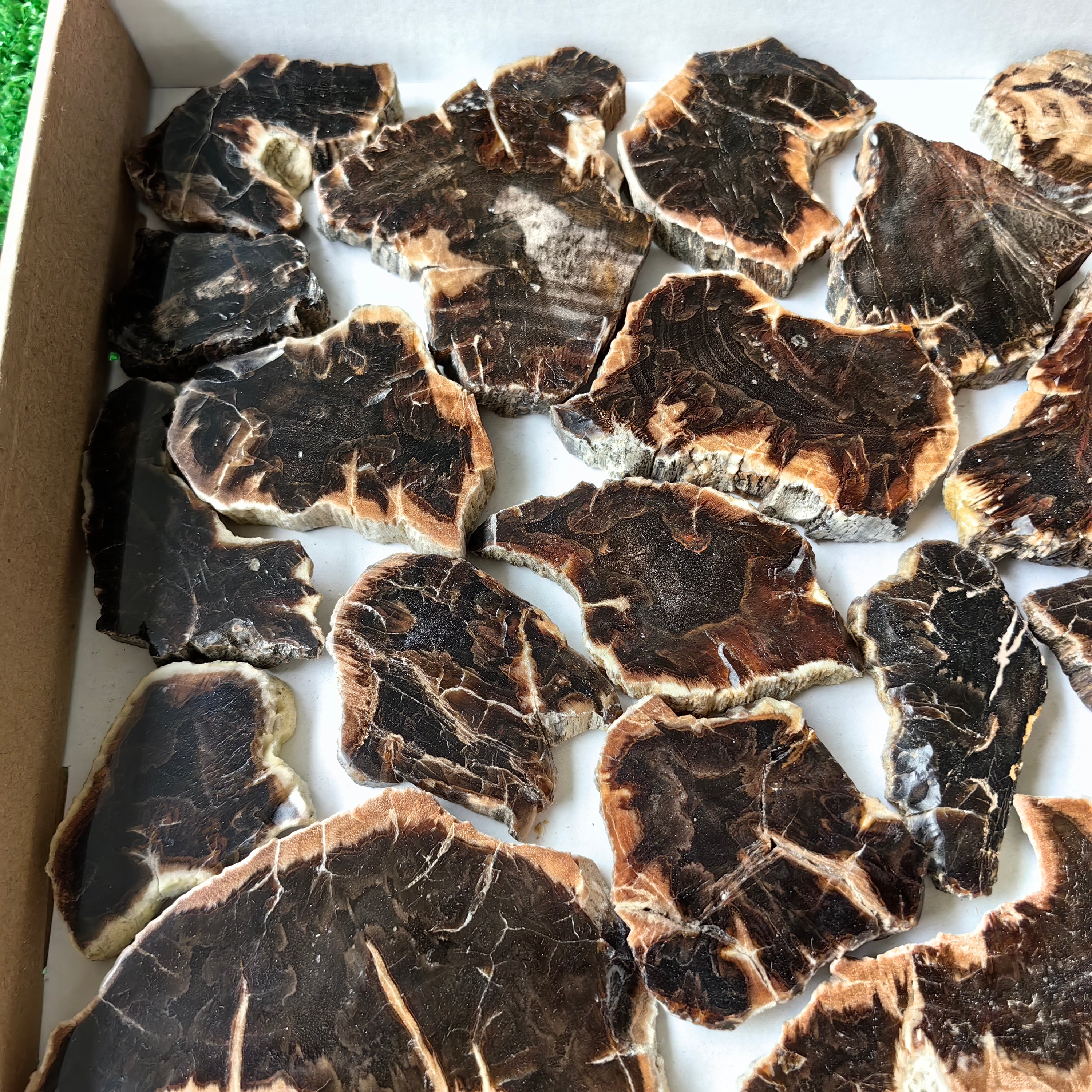 Lot 22 pcs Agatized Fossilized Wood Slices*