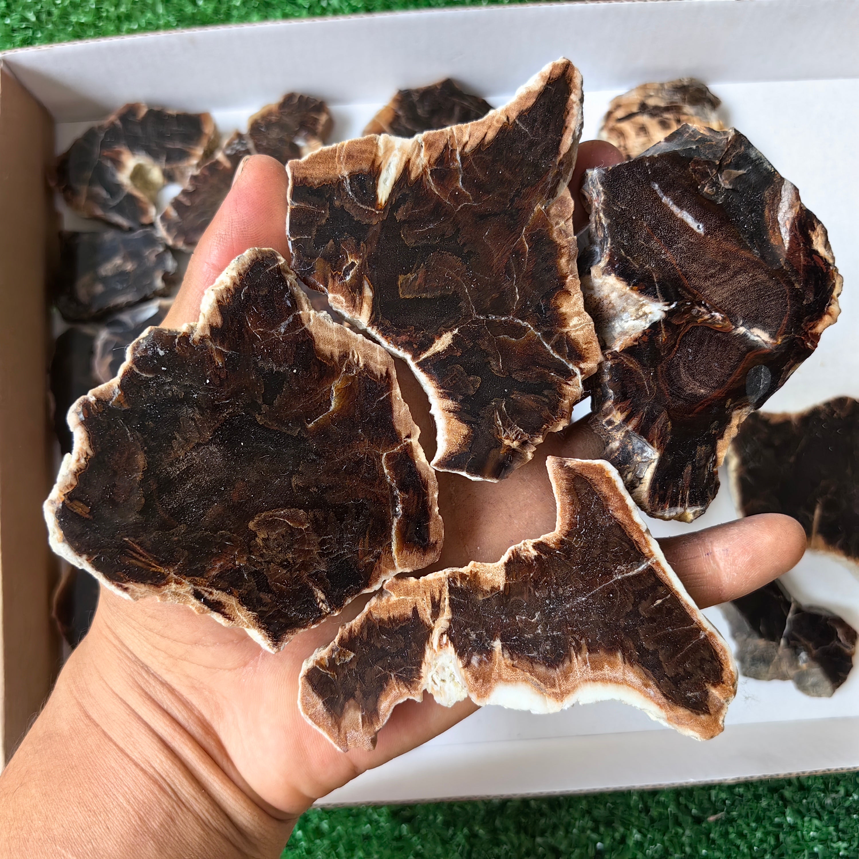 Lot 22 pcs Agatized Fossilized Wood Slices*