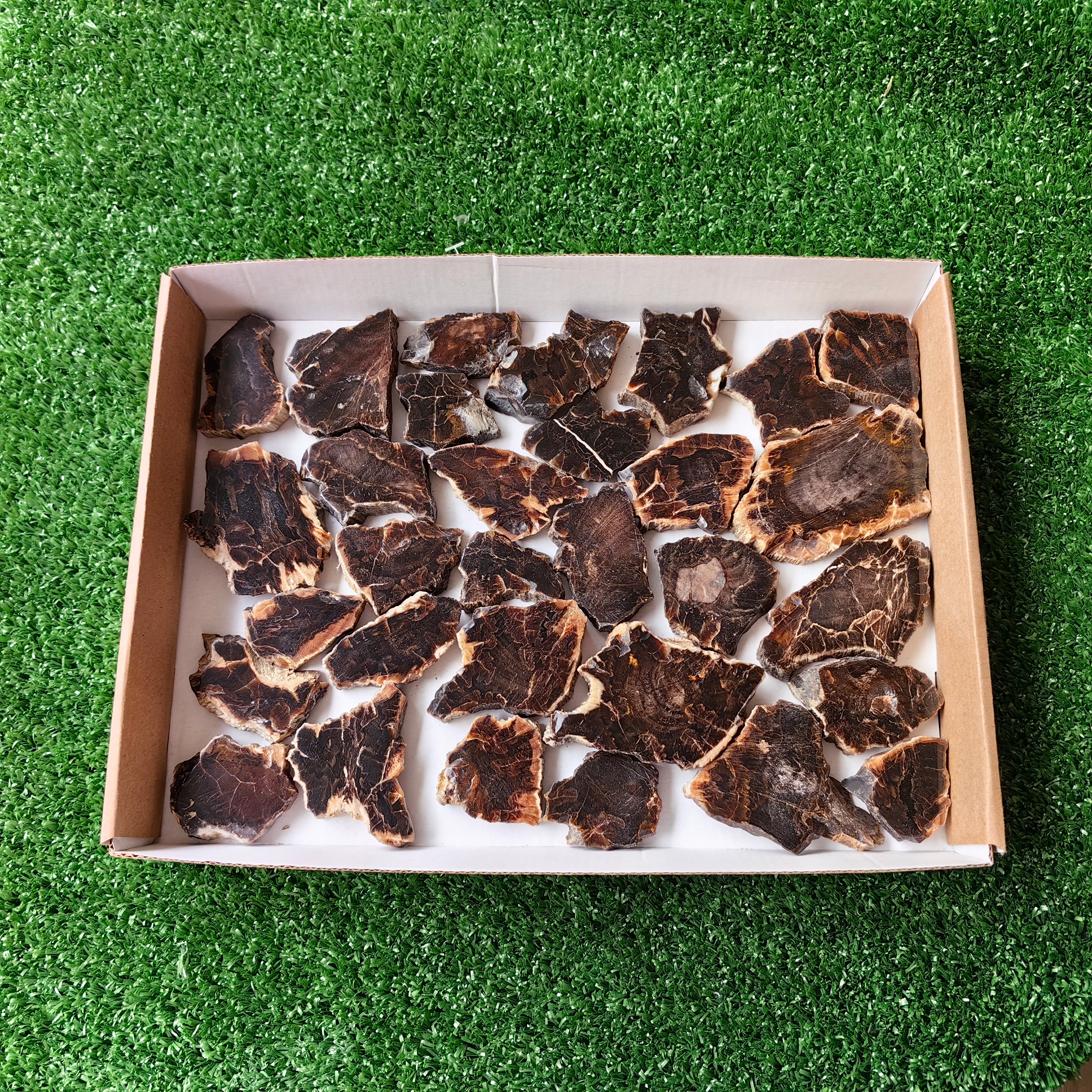 Lot 31 pcs Agatized Fossilized Wood Slices*