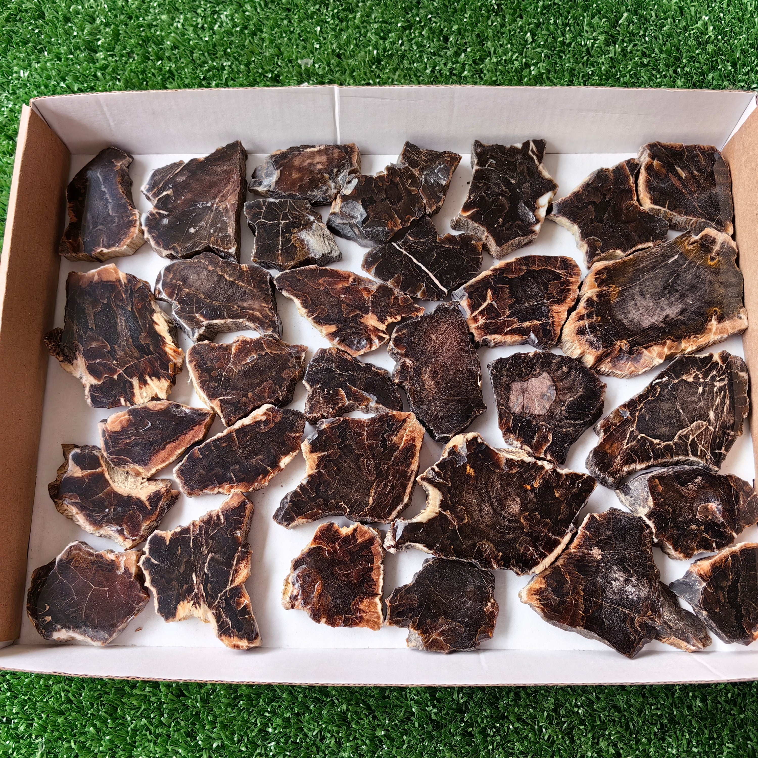 Lot 31 pcs Agatized Fossilized Wood Slices*