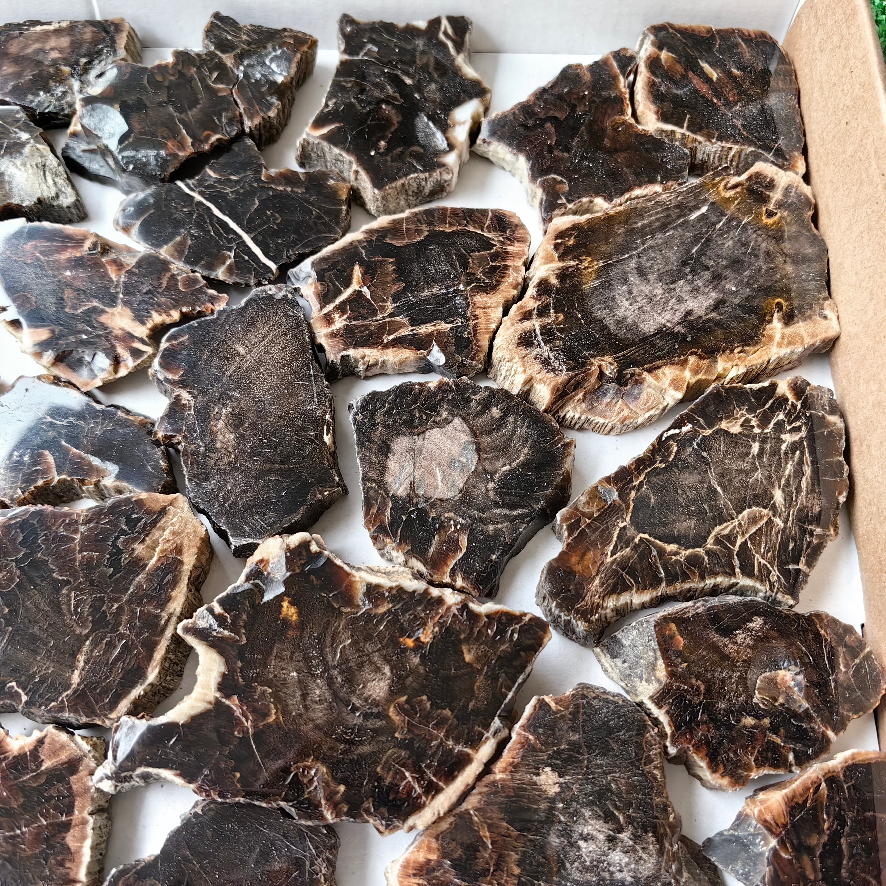 Lot 31 pcs Agatized Fossilized Wood Slices*