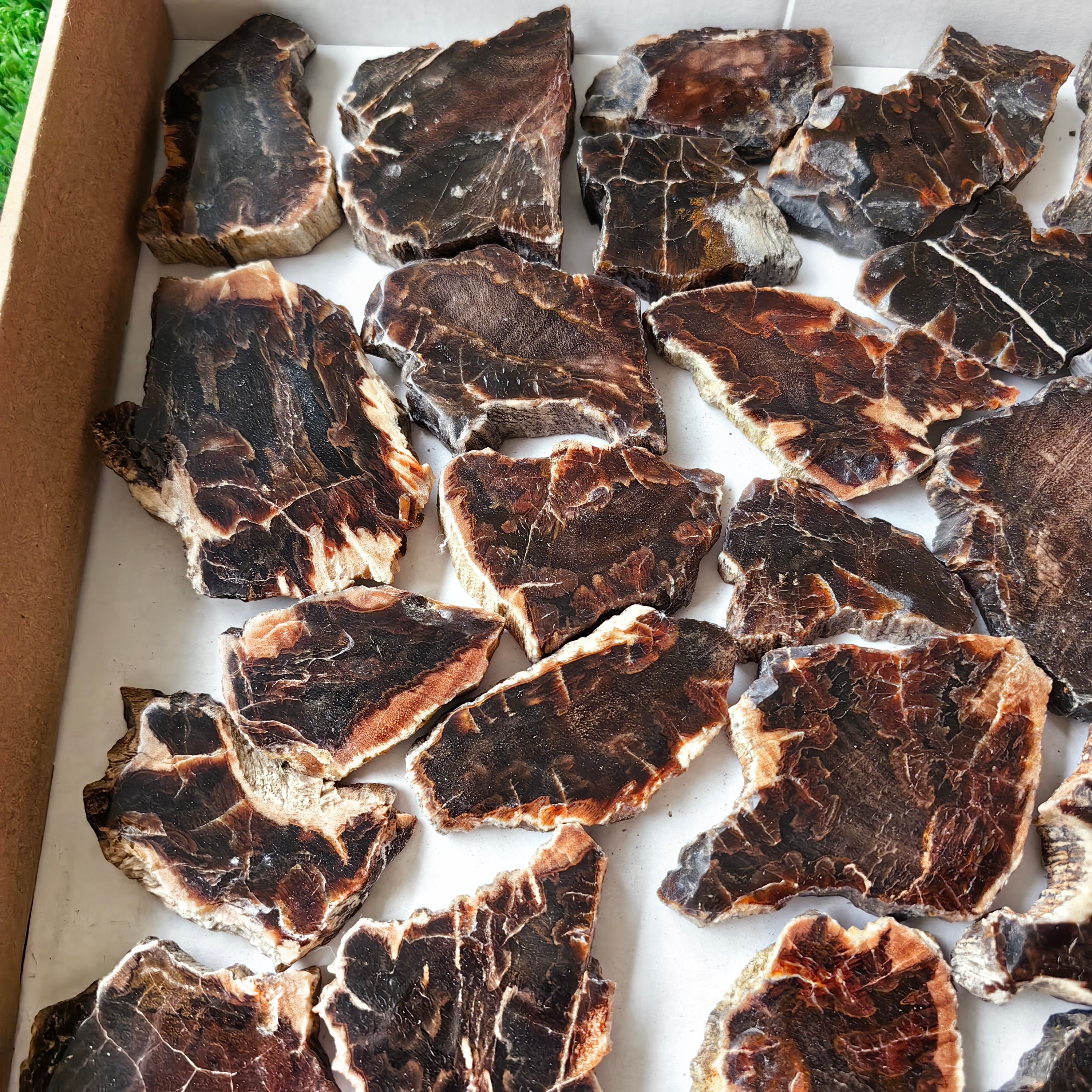 Lot 31 pcs Agatized Fossilized Wood Slices*