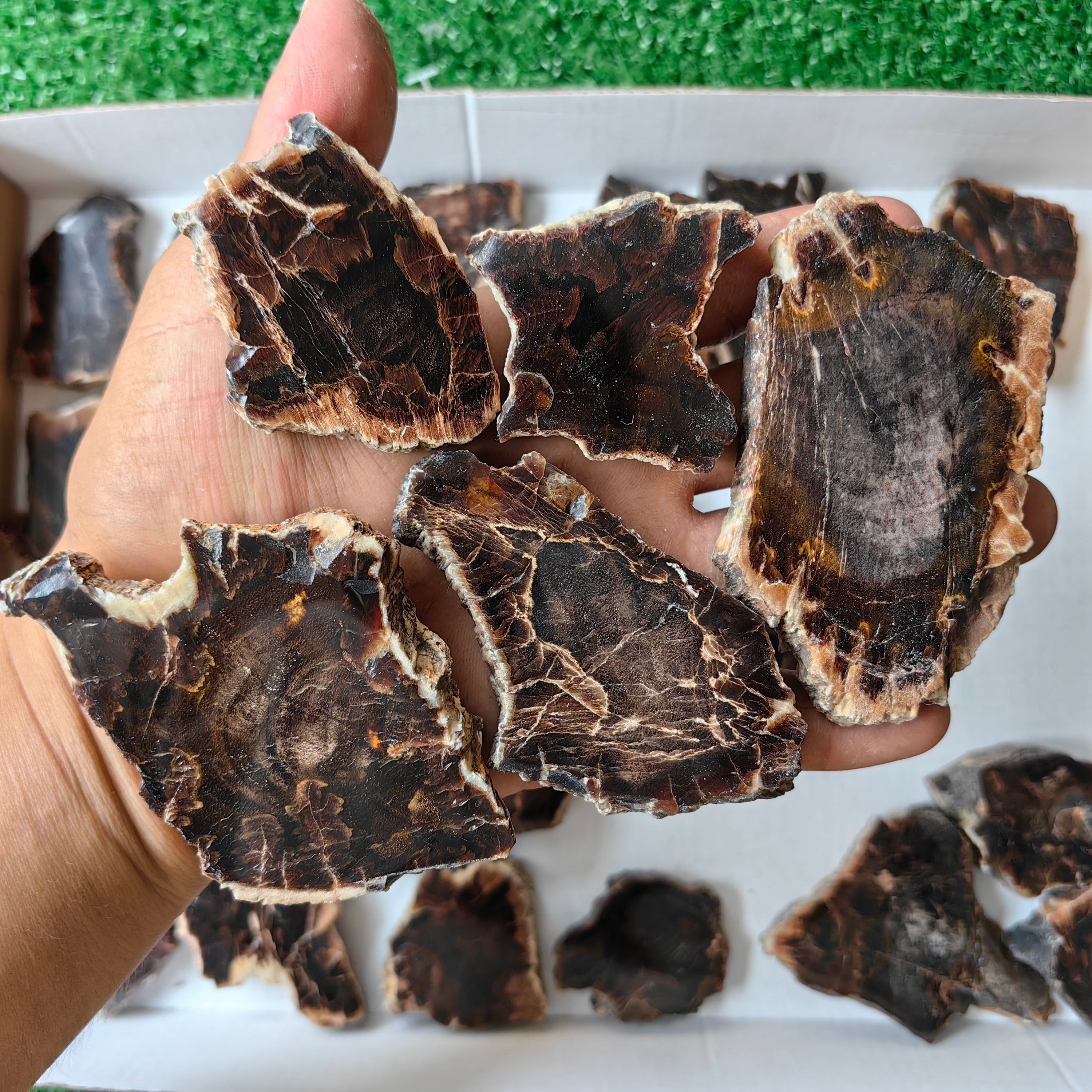 Lot 31 pcs Agatized Fossilized Wood Slices*