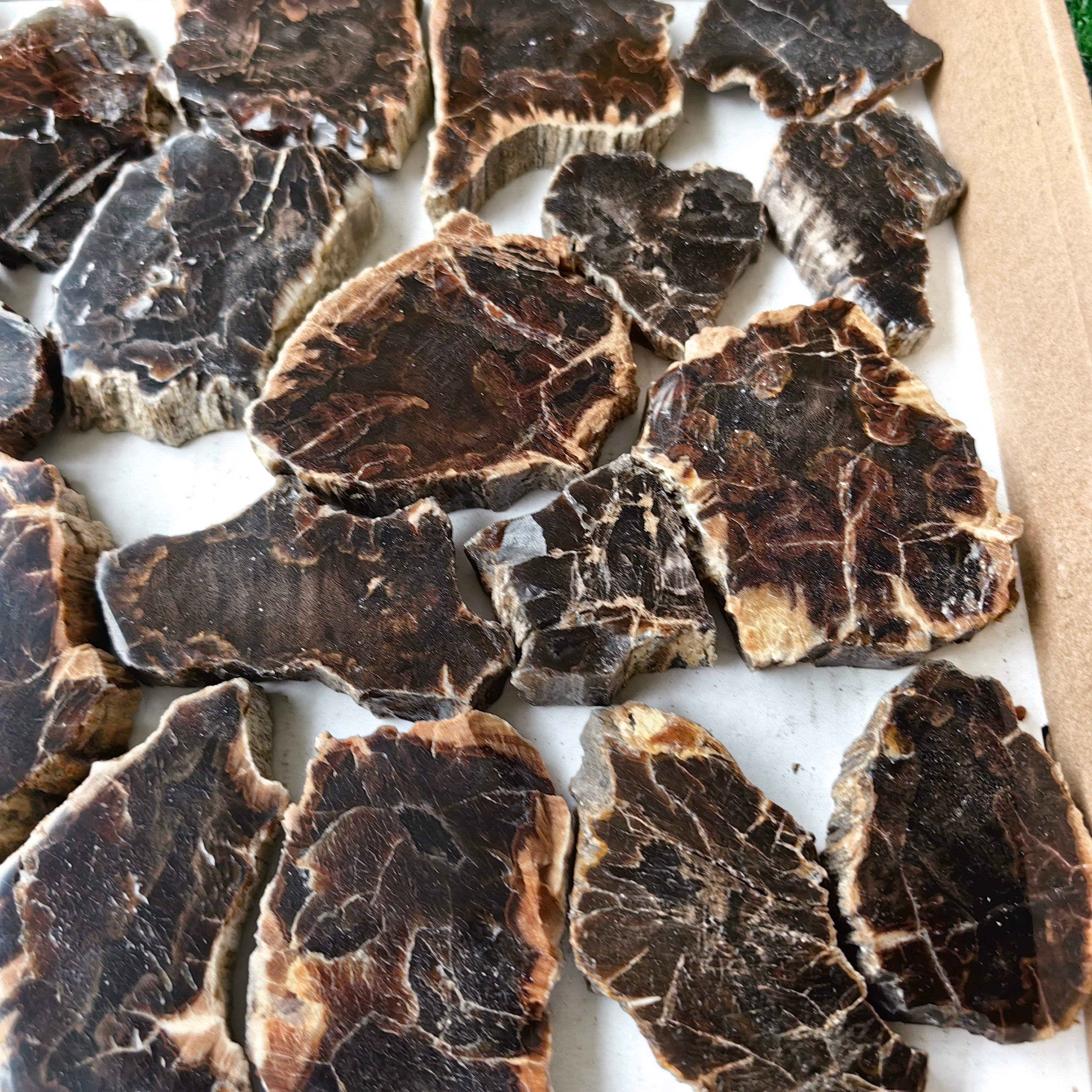 Lot 25 pcs Agatized Fossilized Wood Slices*