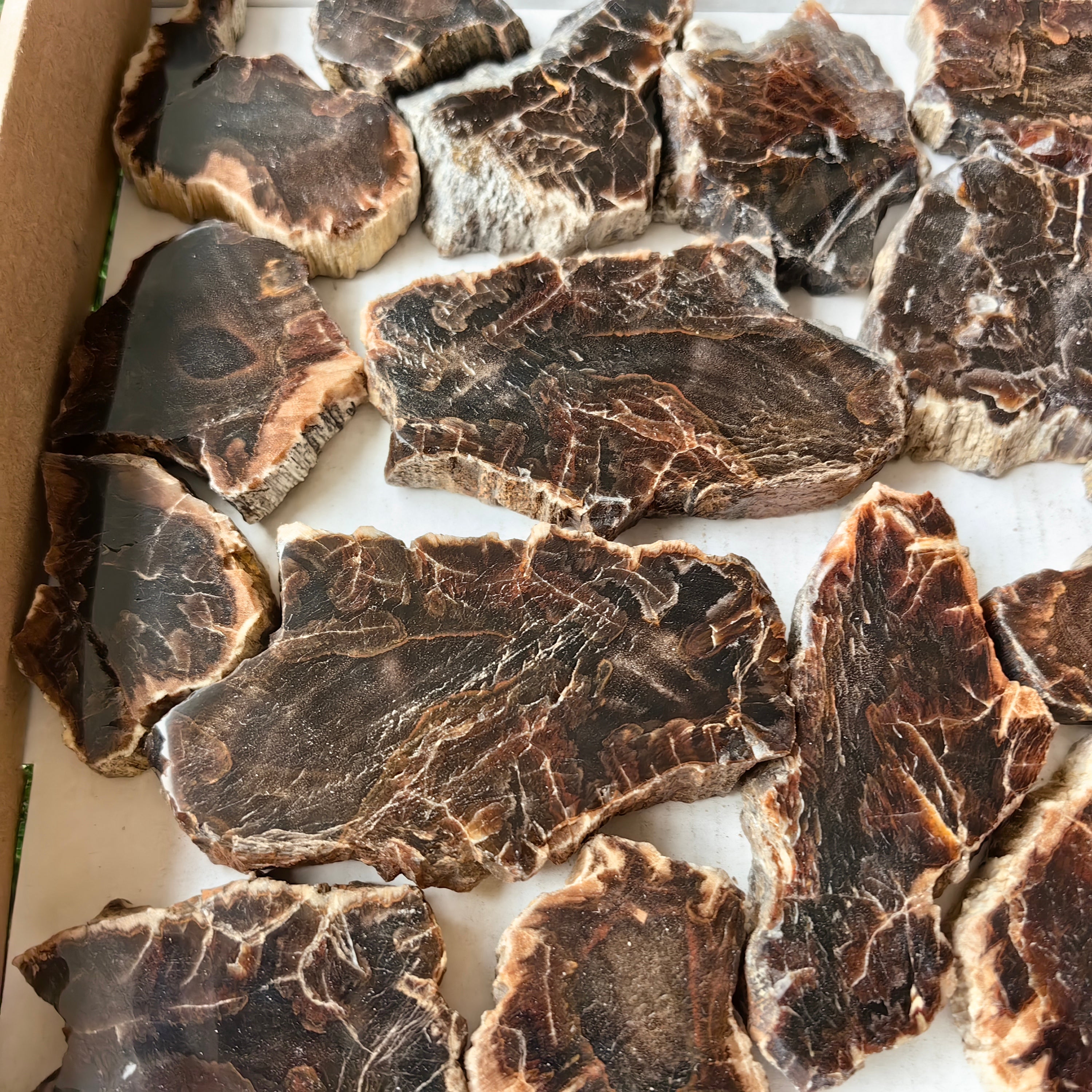 Lot 25 pcs Agatized Fossilized Wood Slices*