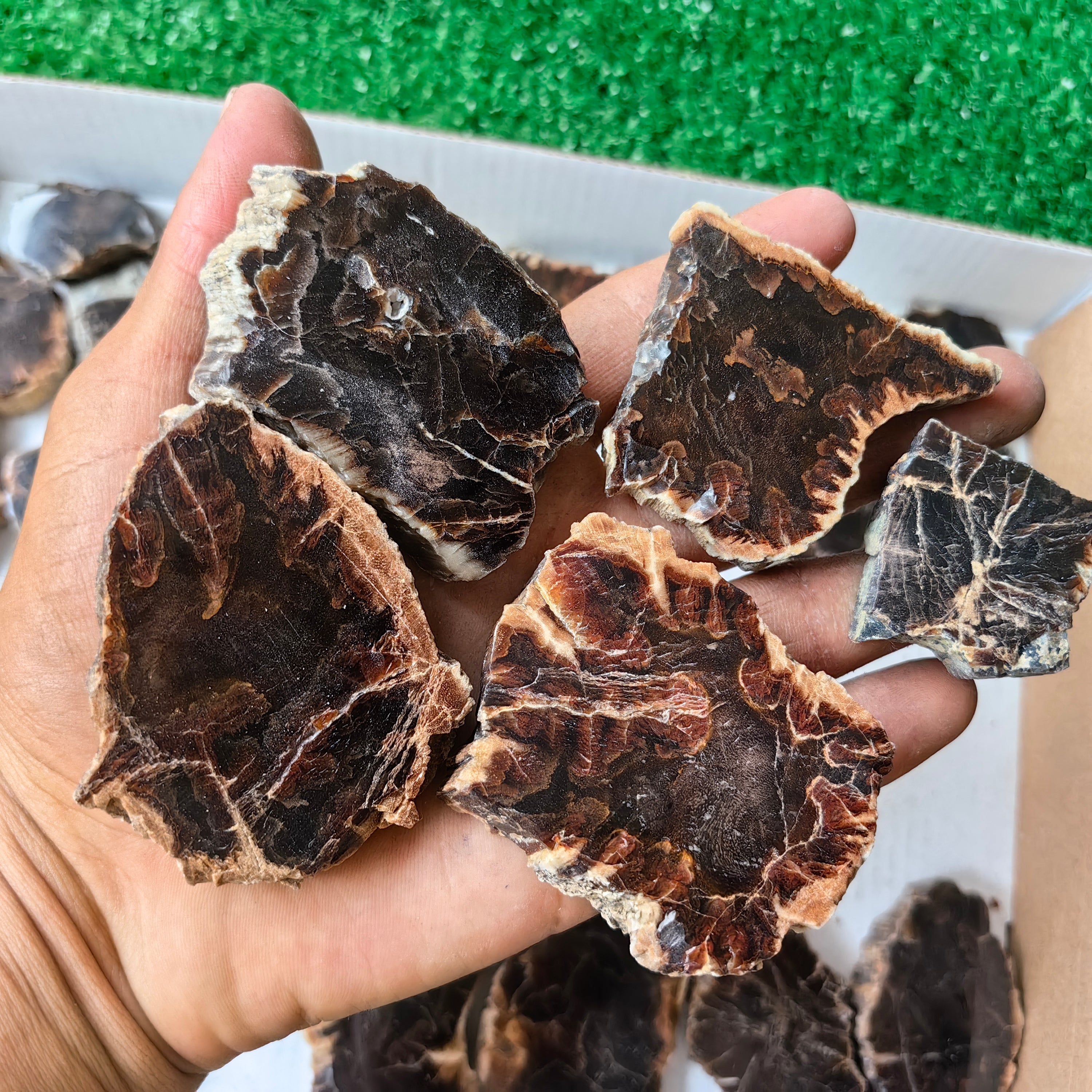 Lot 25 pcs Agatized Fossilized Wood Slices*