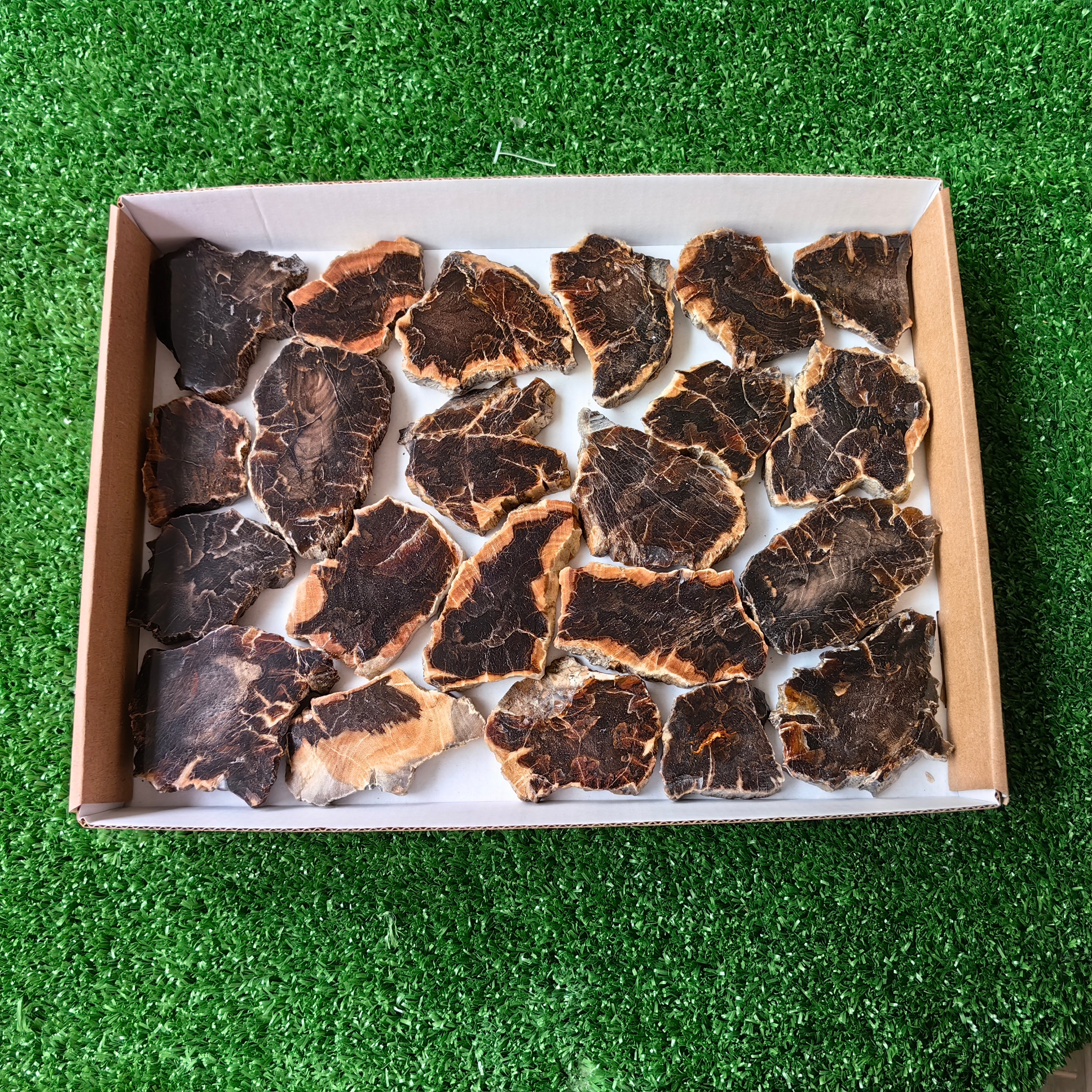 Lot 22 pcs Agatized Fossilized Wood Slices*