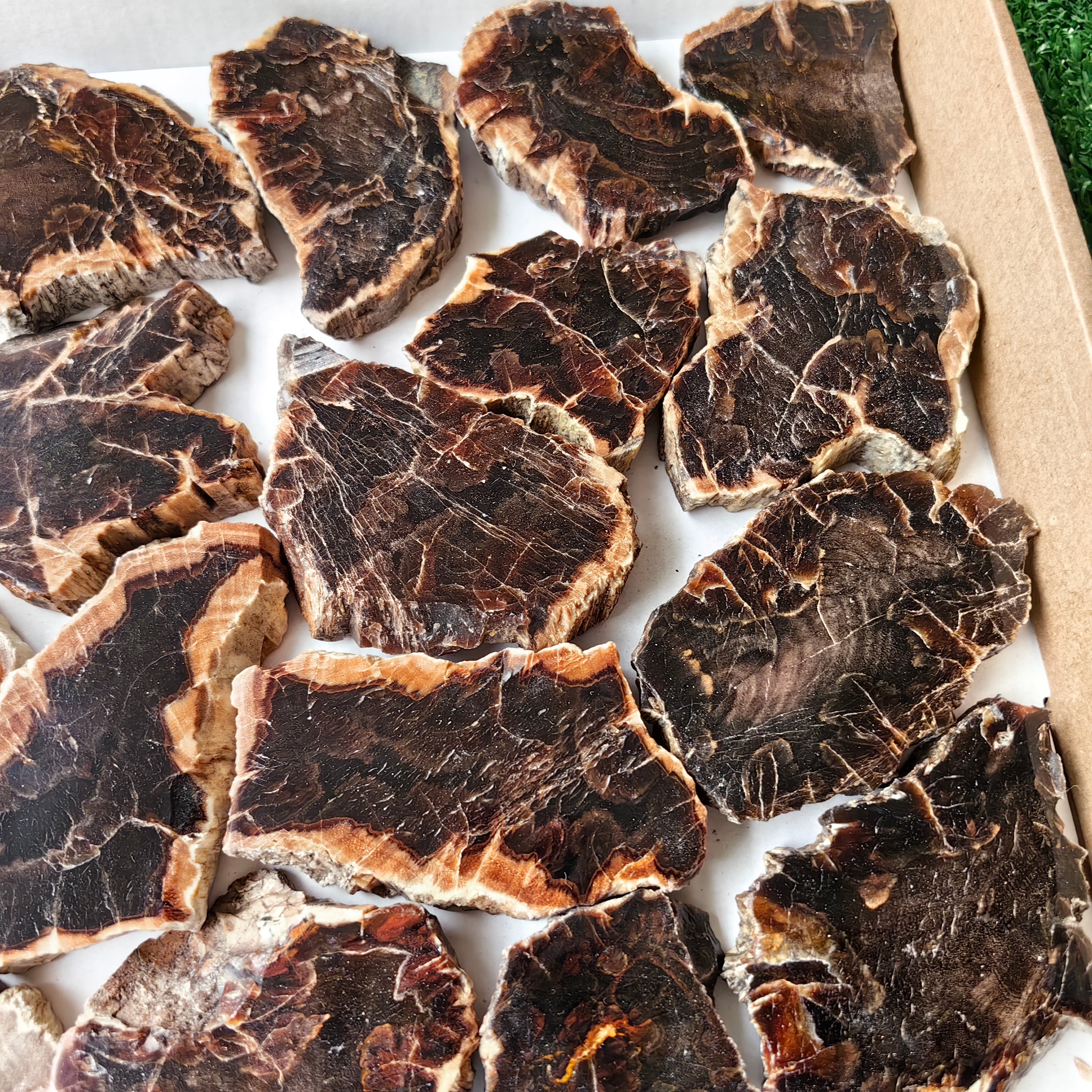 Lot 22 pcs Agatized Fossilized Wood Slices*