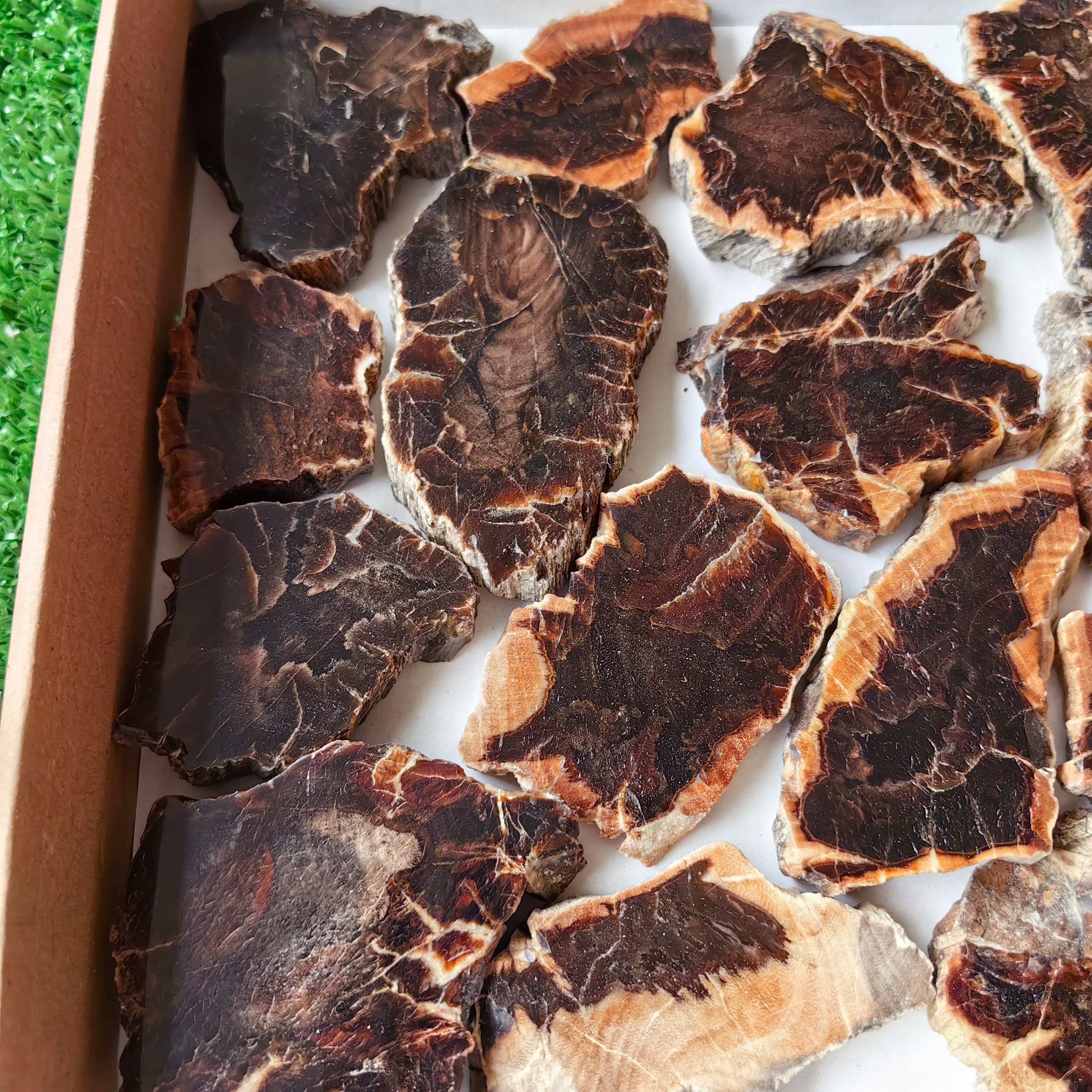 Lot 22 pcs Agatized Fossilized Wood Slices*