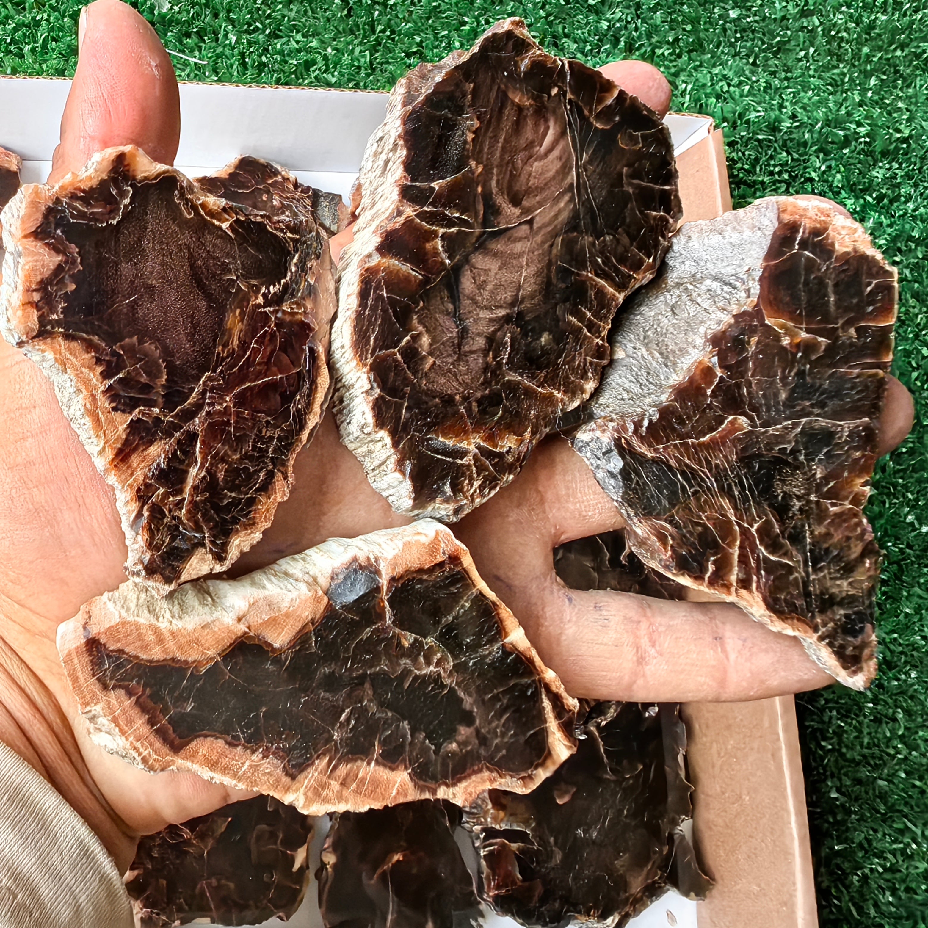 Lot 22 pcs Agatized Fossilized Wood Slices*