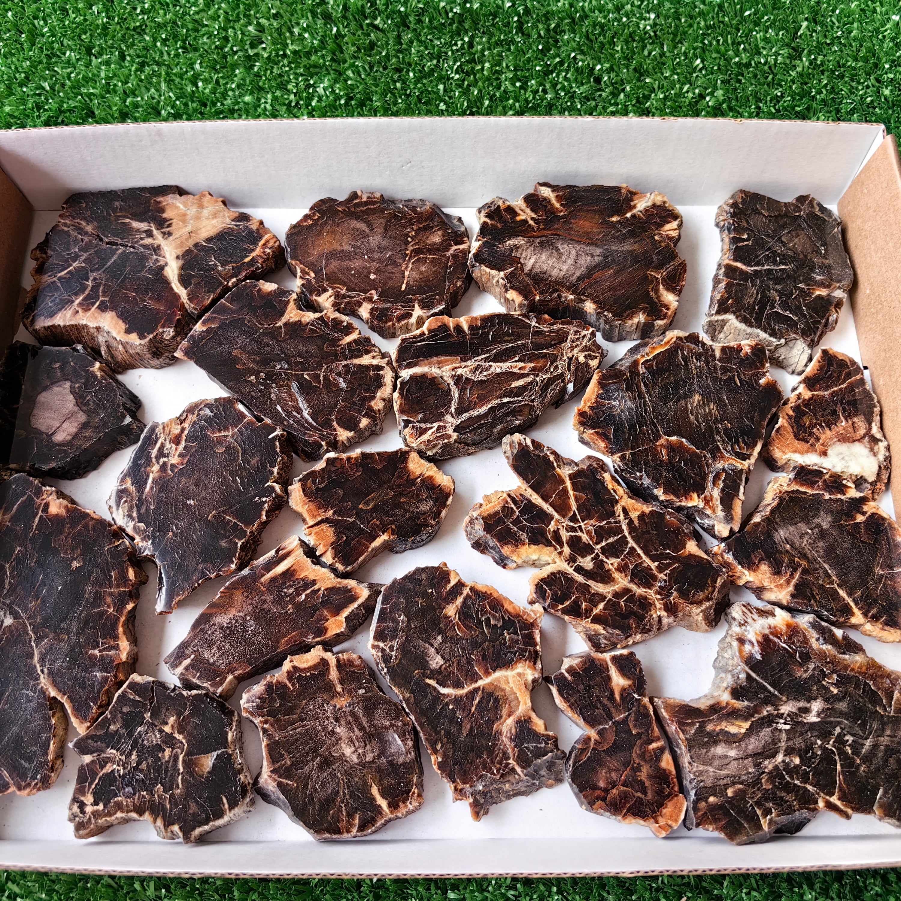 Lot 20 pcs Agatized Fossilized Wood Slices*