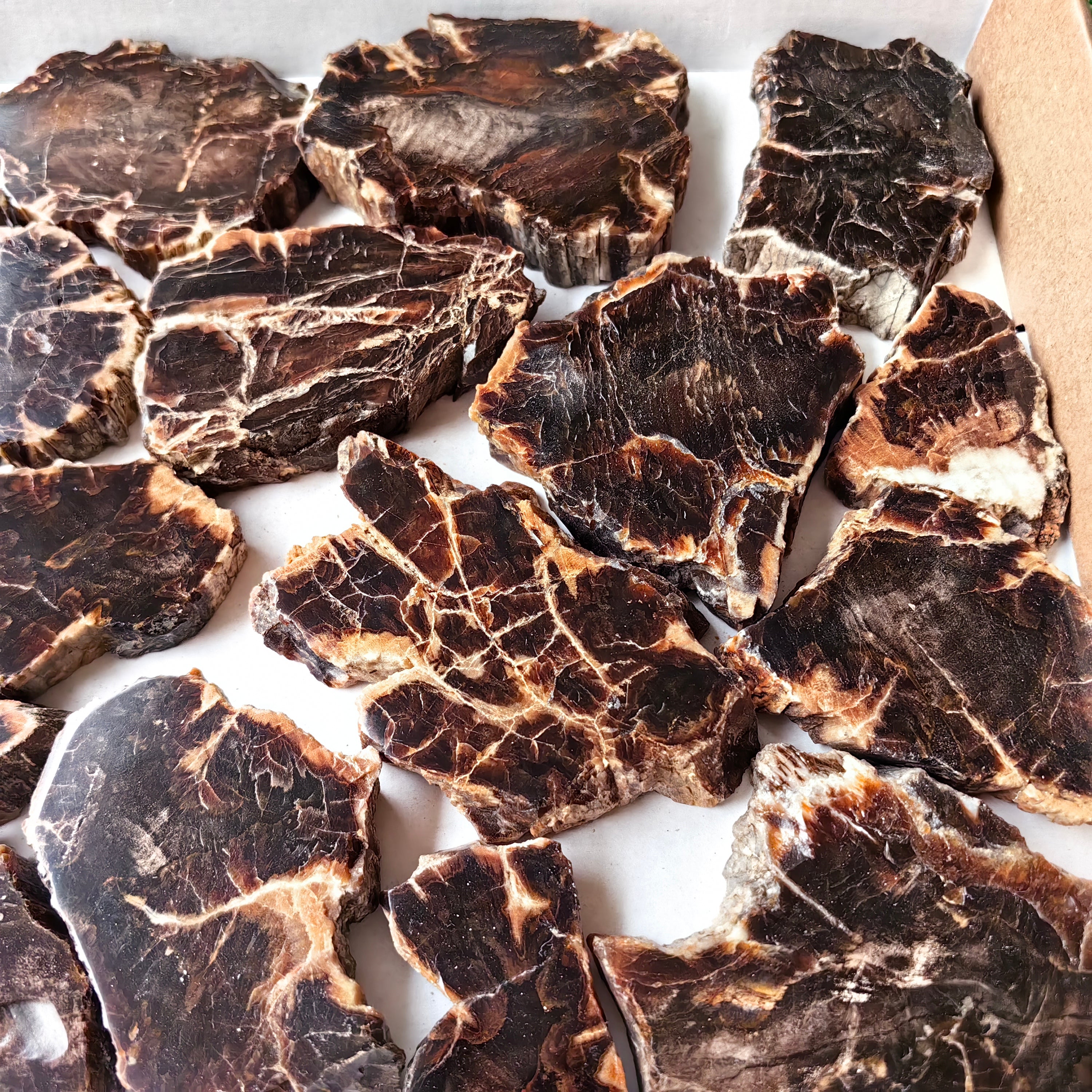 Lot 20 pcs Agatized Fossilized Wood Slices*