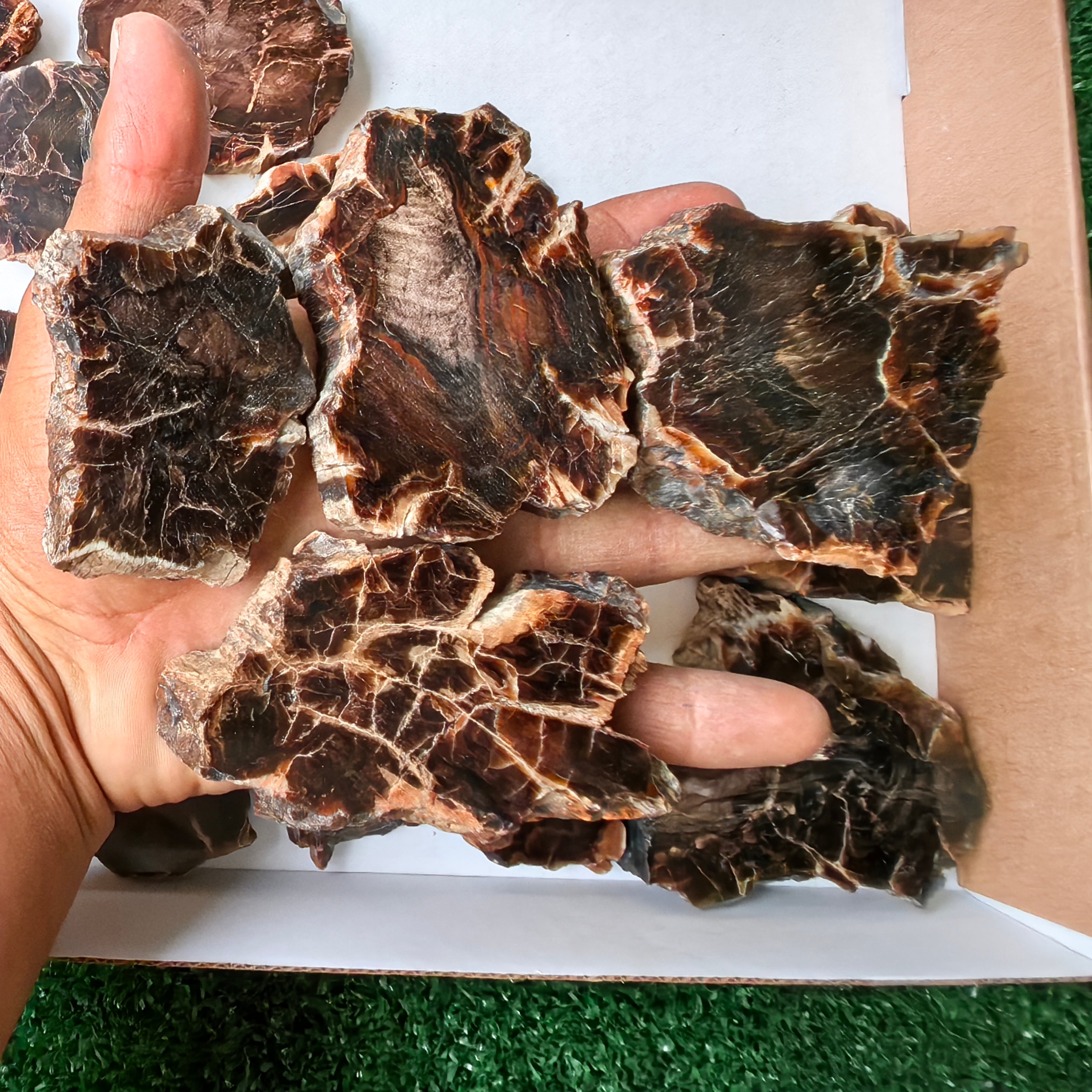 Lot 20 pcs Agatized Fossilized Wood Slices*