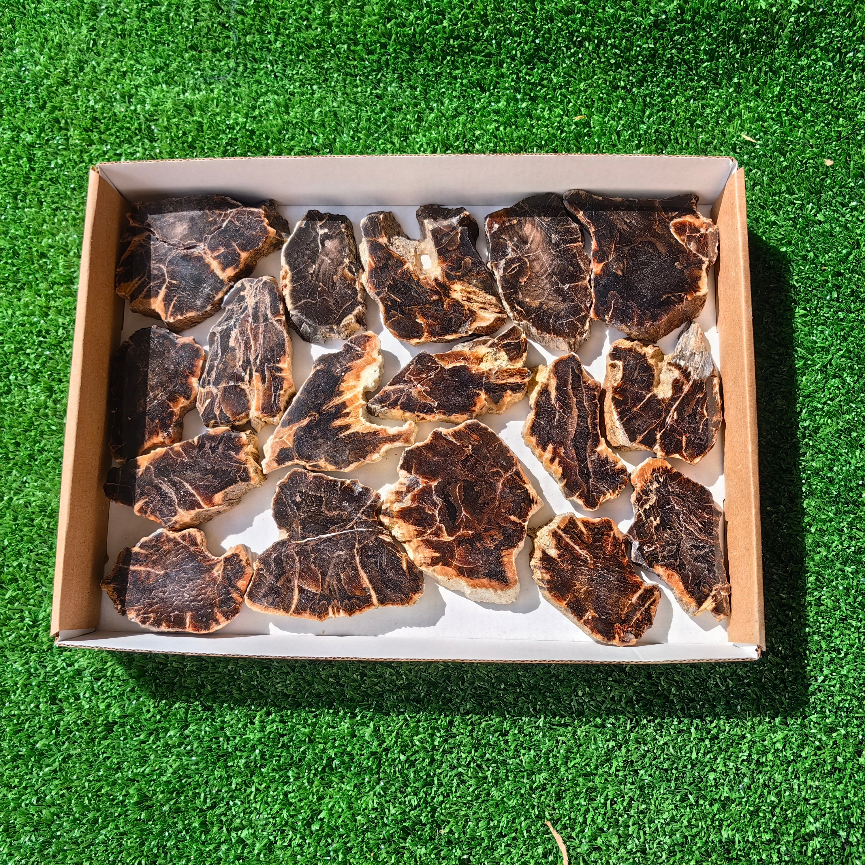 Lot 17 pcs Agatized Fossilized Wood Slices*