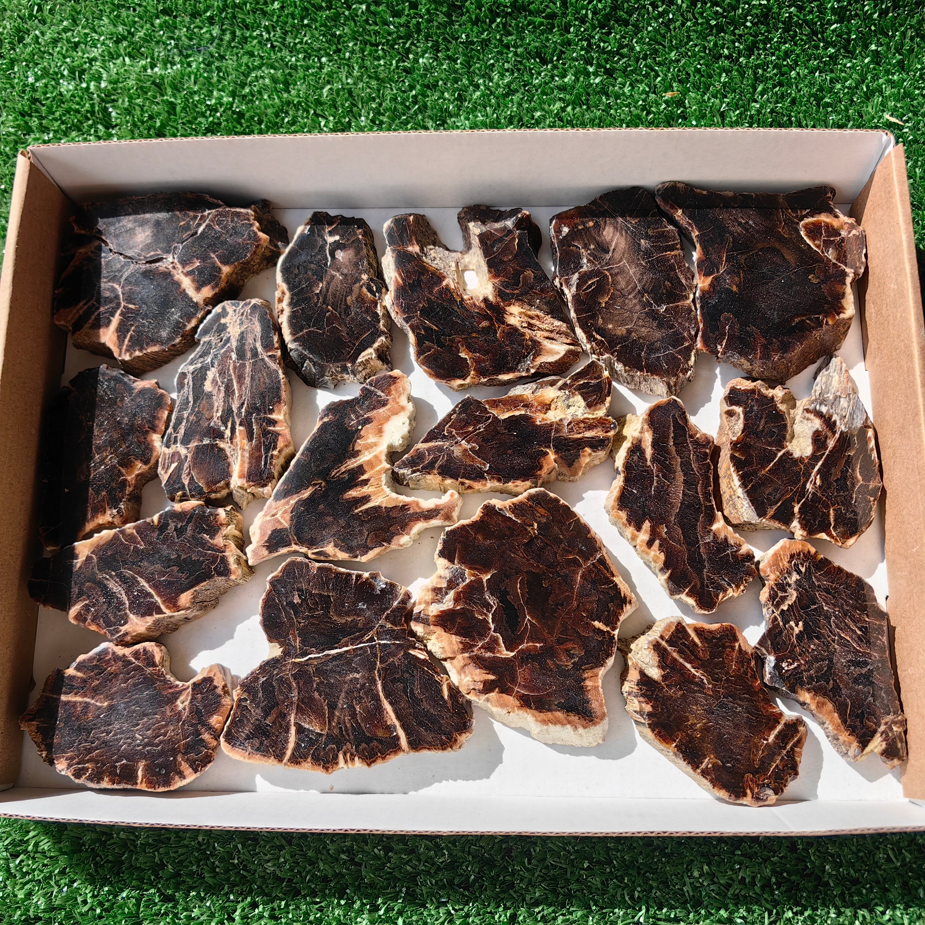 Lot 17 pcs Agatized Fossilized Wood Slices*