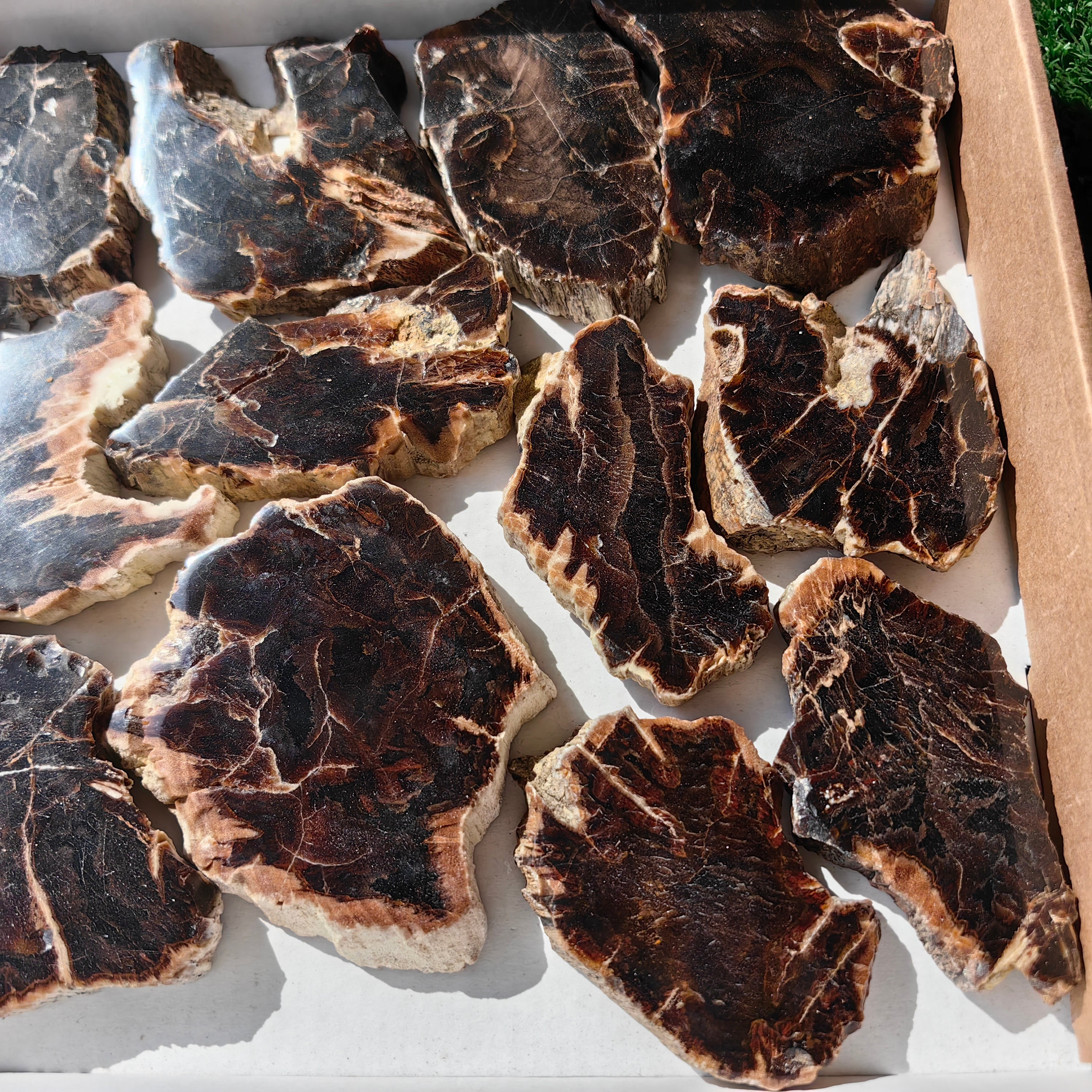 Lot 17 pcs Agatized Fossilized Wood Slices*