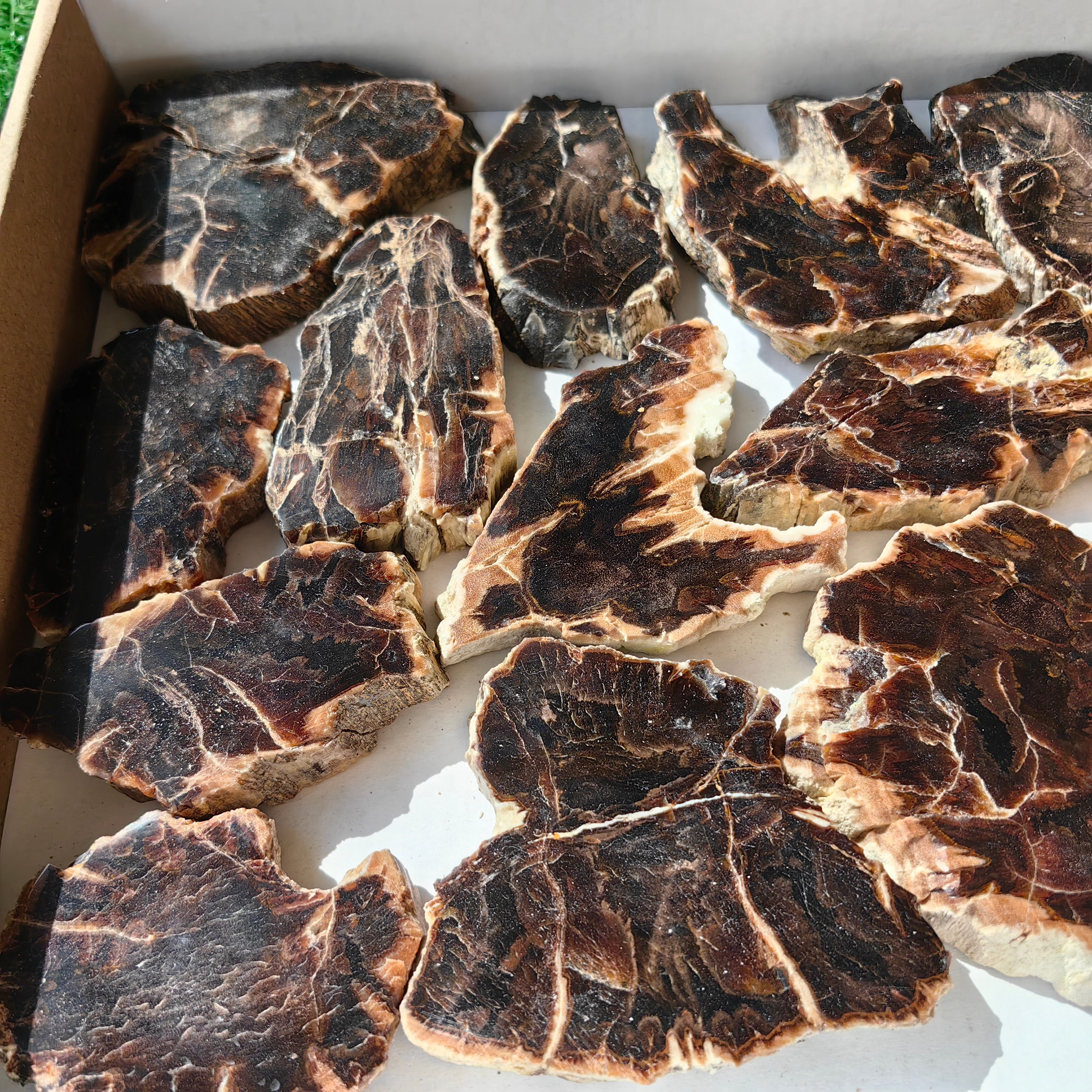 Lot 17 pcs Agatized Fossilized Wood Slices*