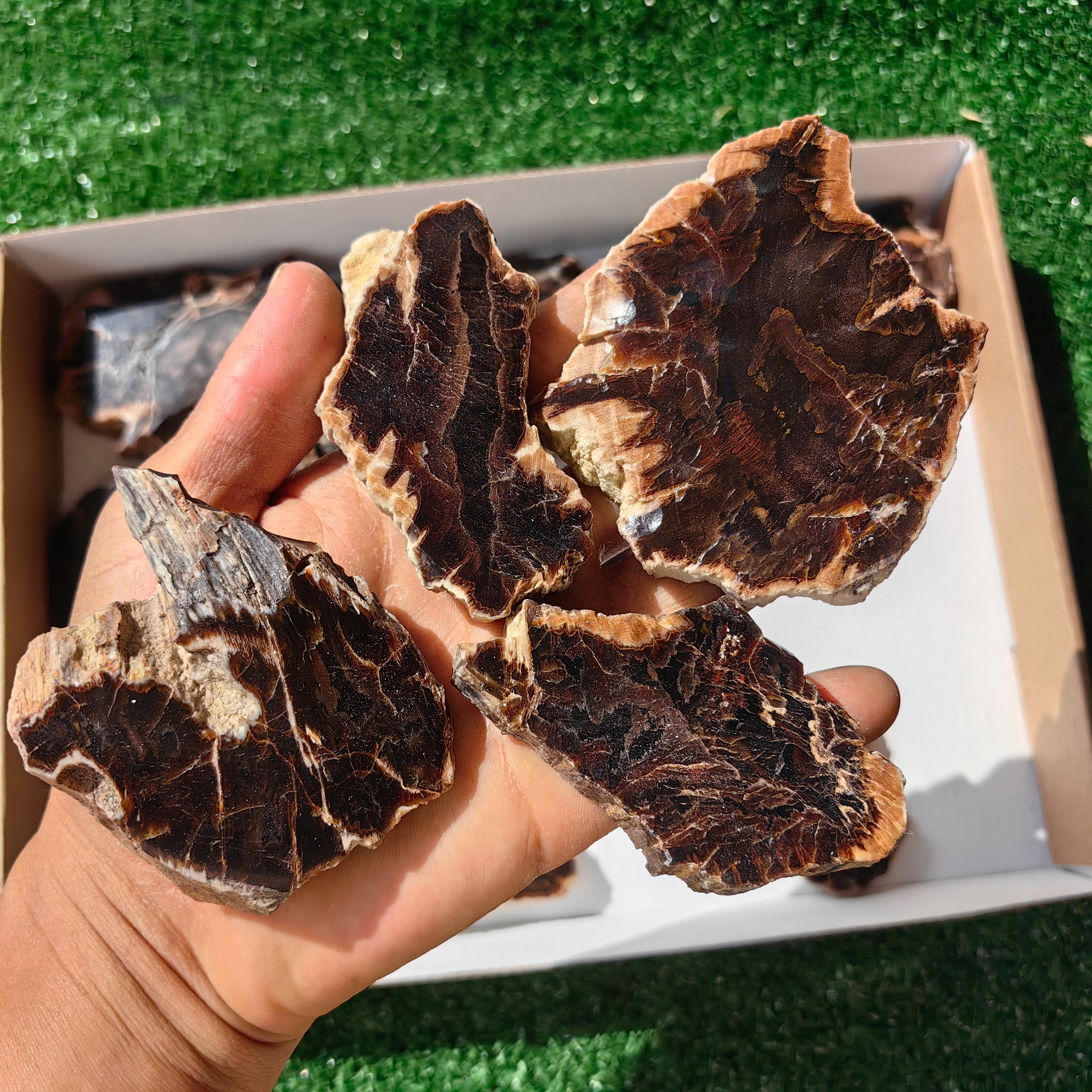 Lot 17 pcs Agatized Fossilized Wood Slices*