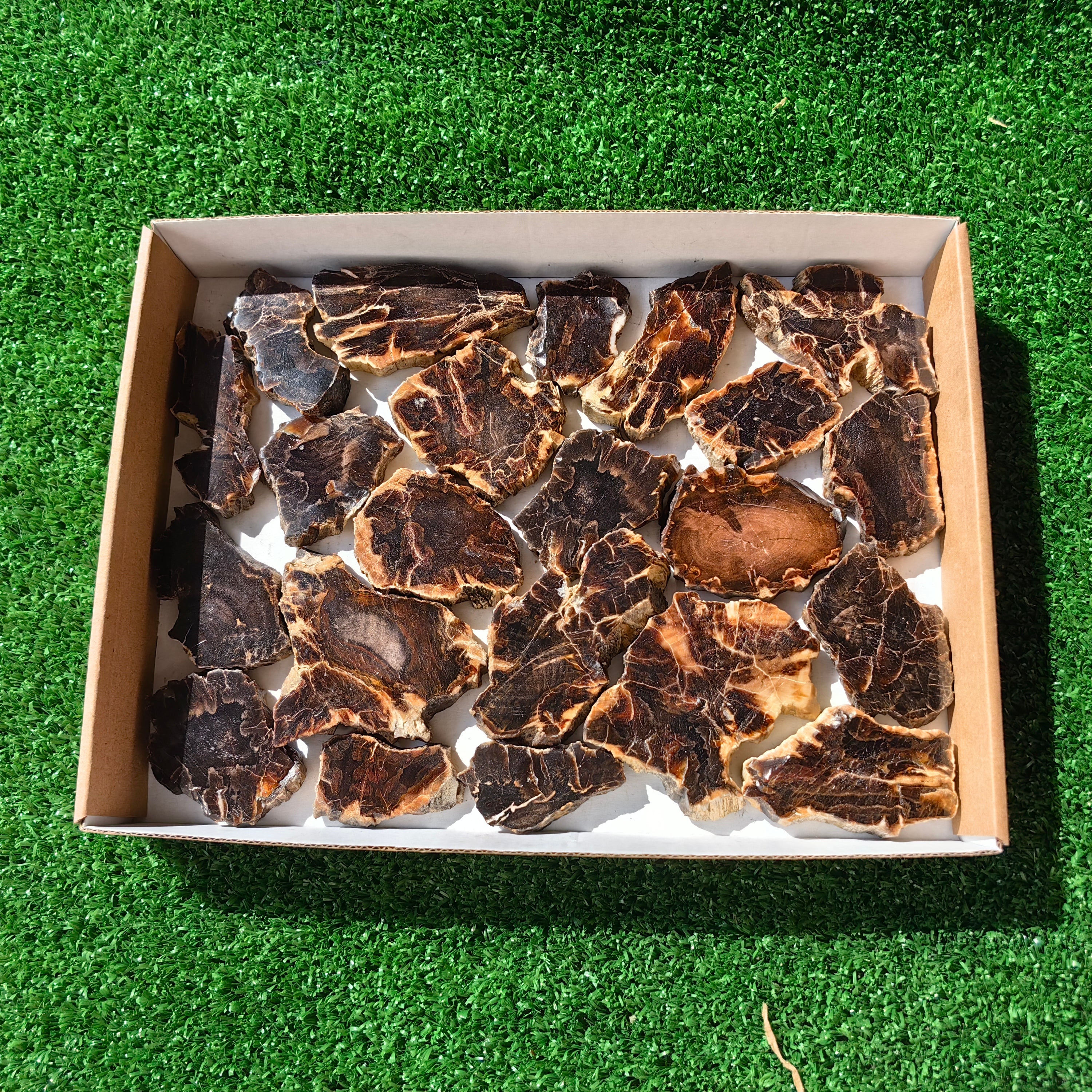 Lot 22 pcs Agatized Fossilized Wood Slices*