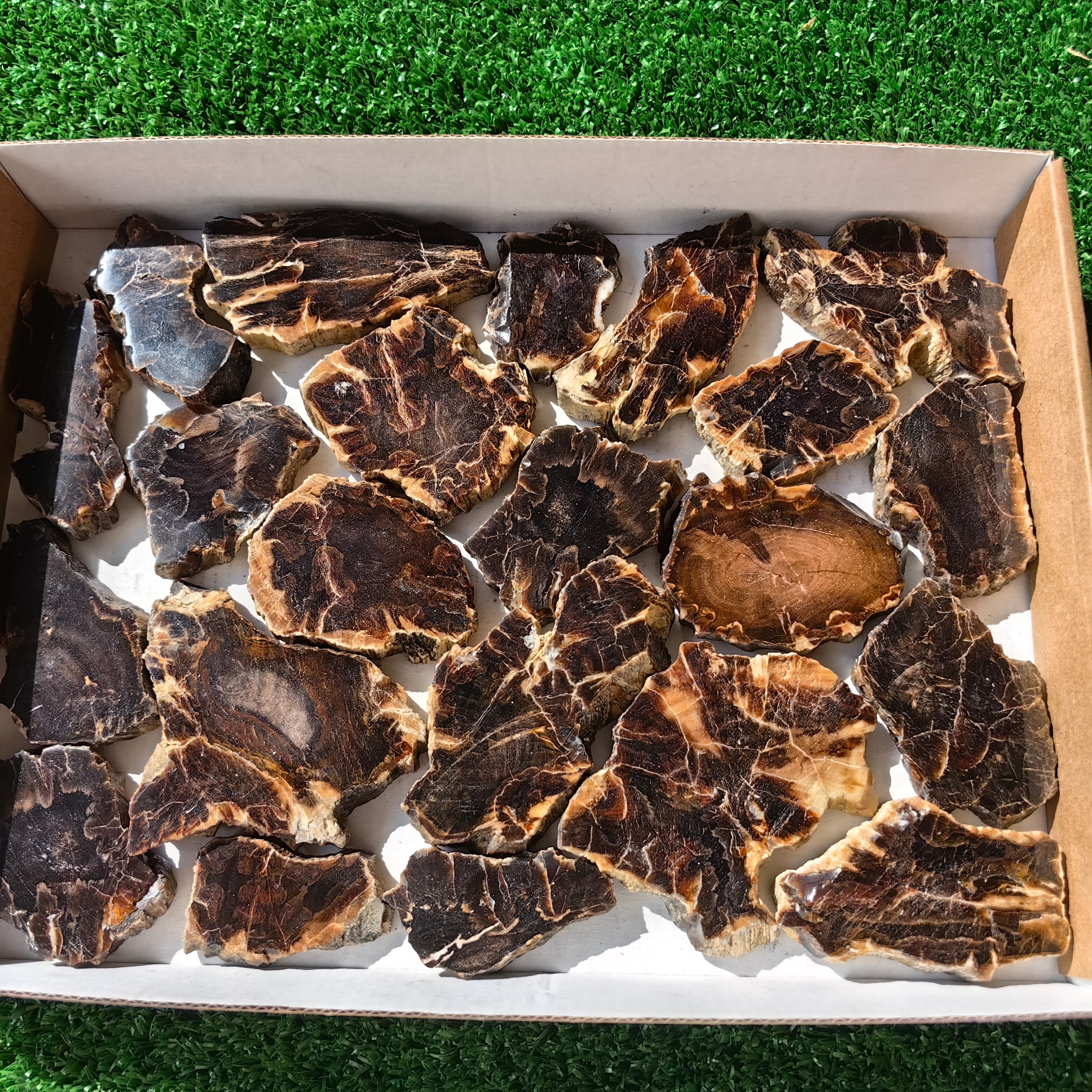 Lot 22 pcs Agatized Fossilized Wood Slices*