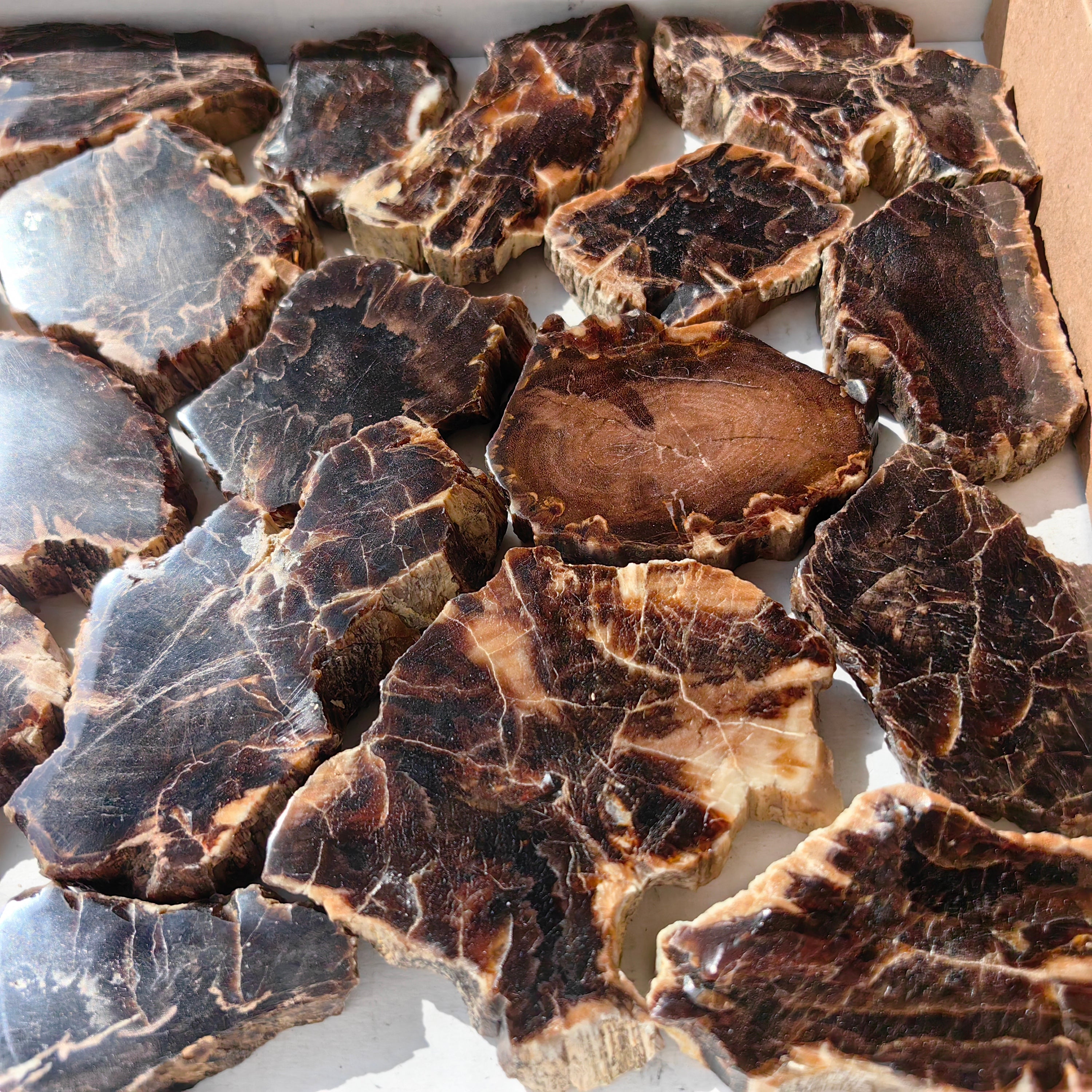 Lot 22 pcs Agatized Fossilized Wood Slices*