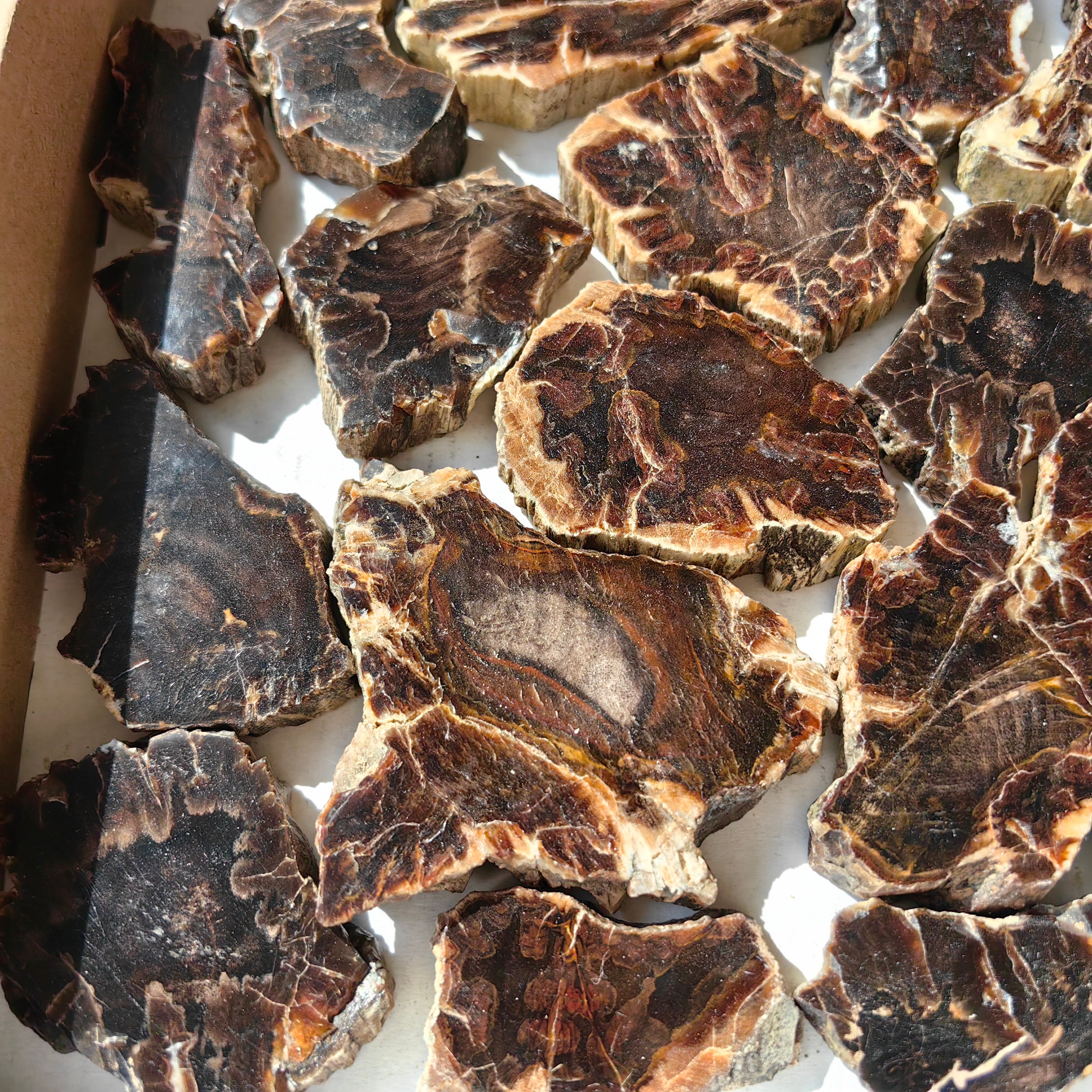 Lot 22 pcs Agatized Fossilized Wood Slices*